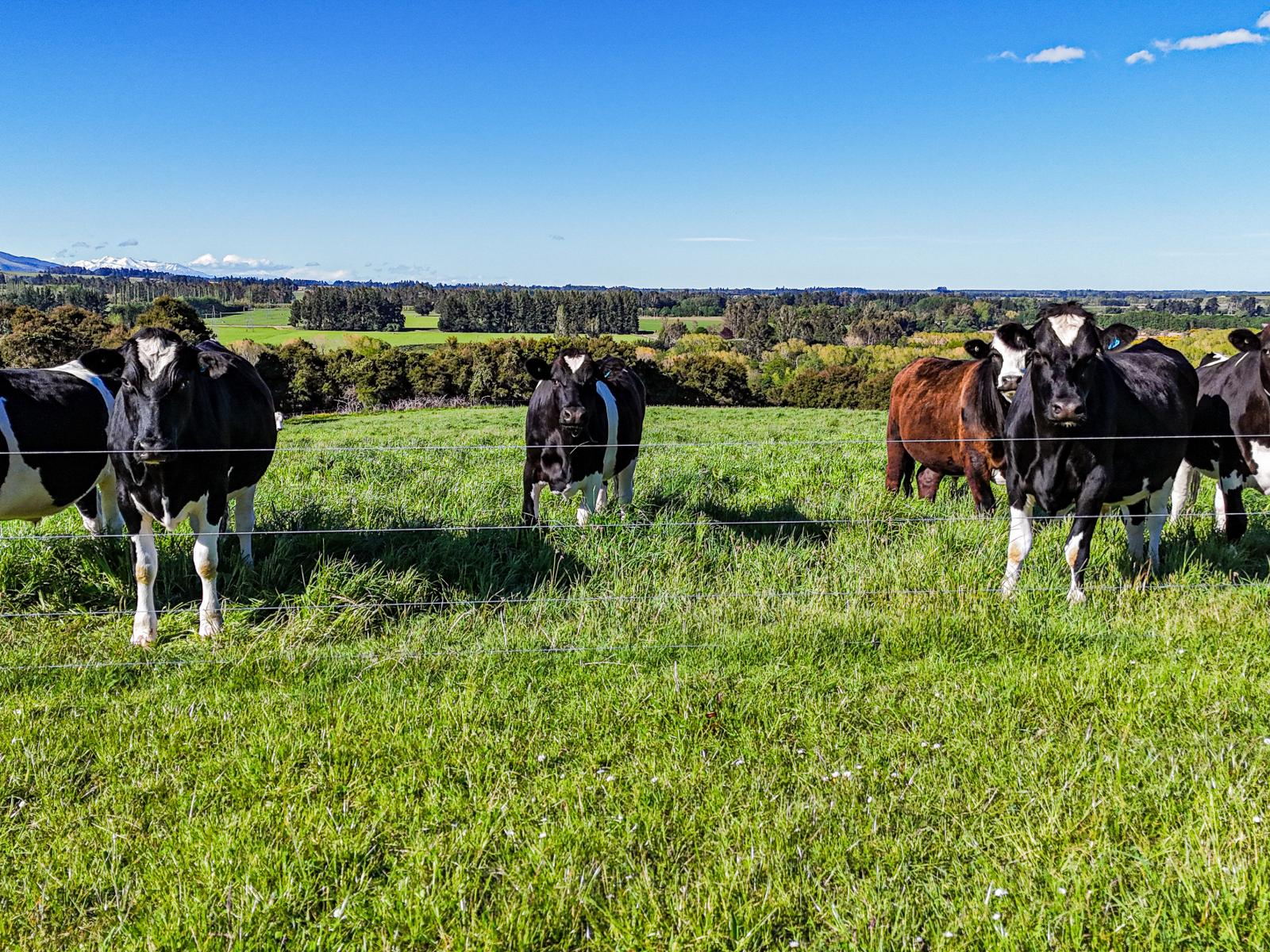 803 Te Moana Road, Kakahu