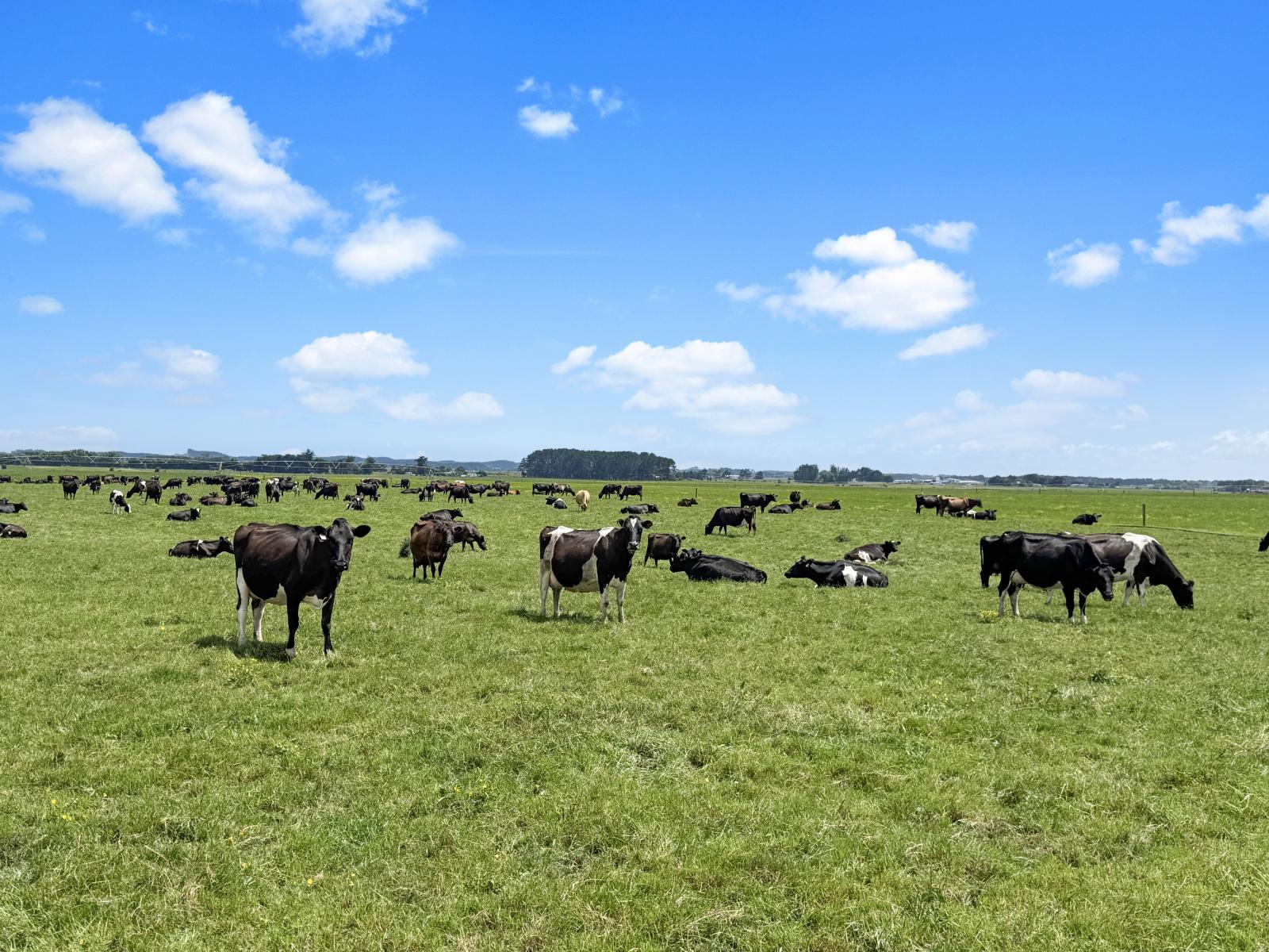 92 Speedy Road, Rongotea