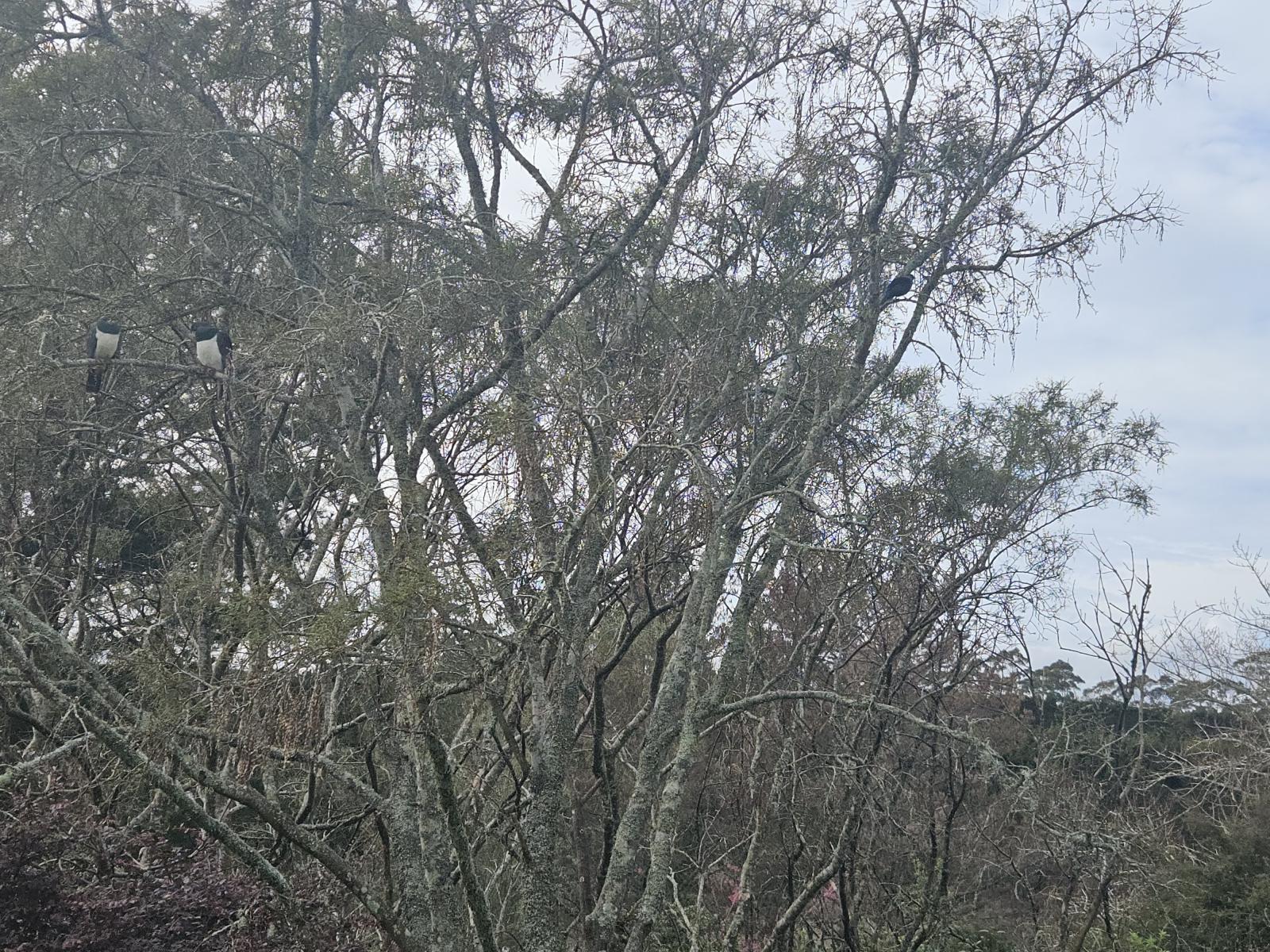 268 Ruahihi Road, Omanawa