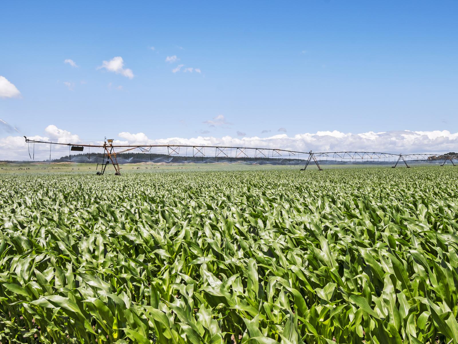 715 Santoft Road, Bulls