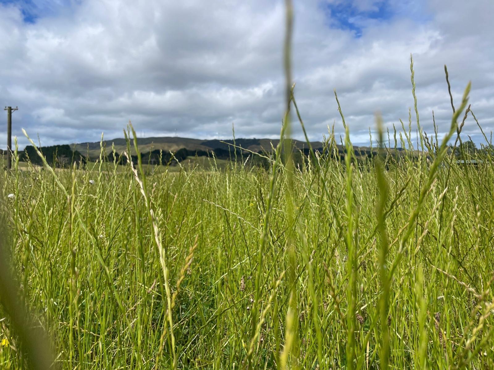 1, 2 & 4, 3054 State Highway 23, Raglan