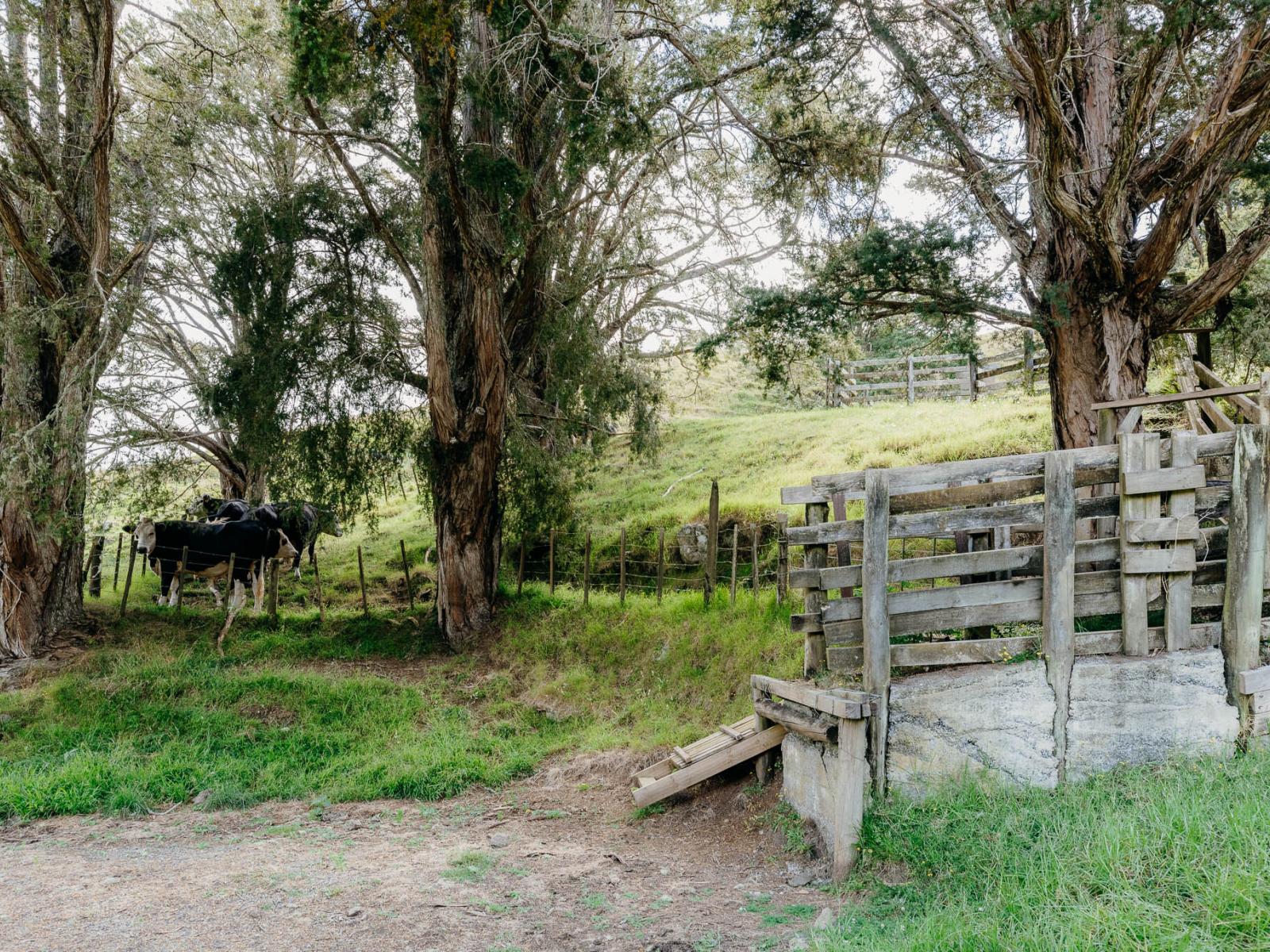 48 Bedlington Street, Whau Valley