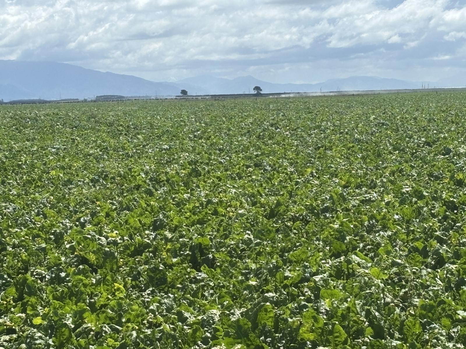 Burnham Road, Temuka