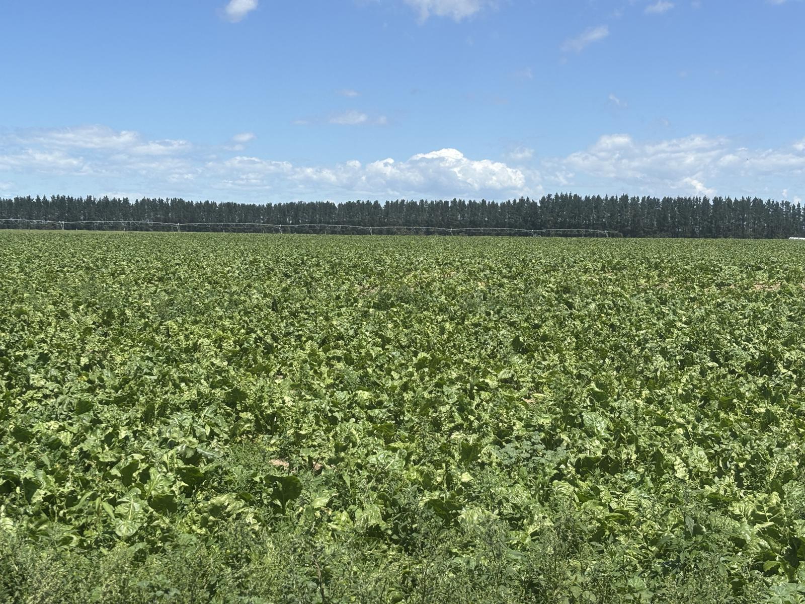 Burnham Road, Temuka