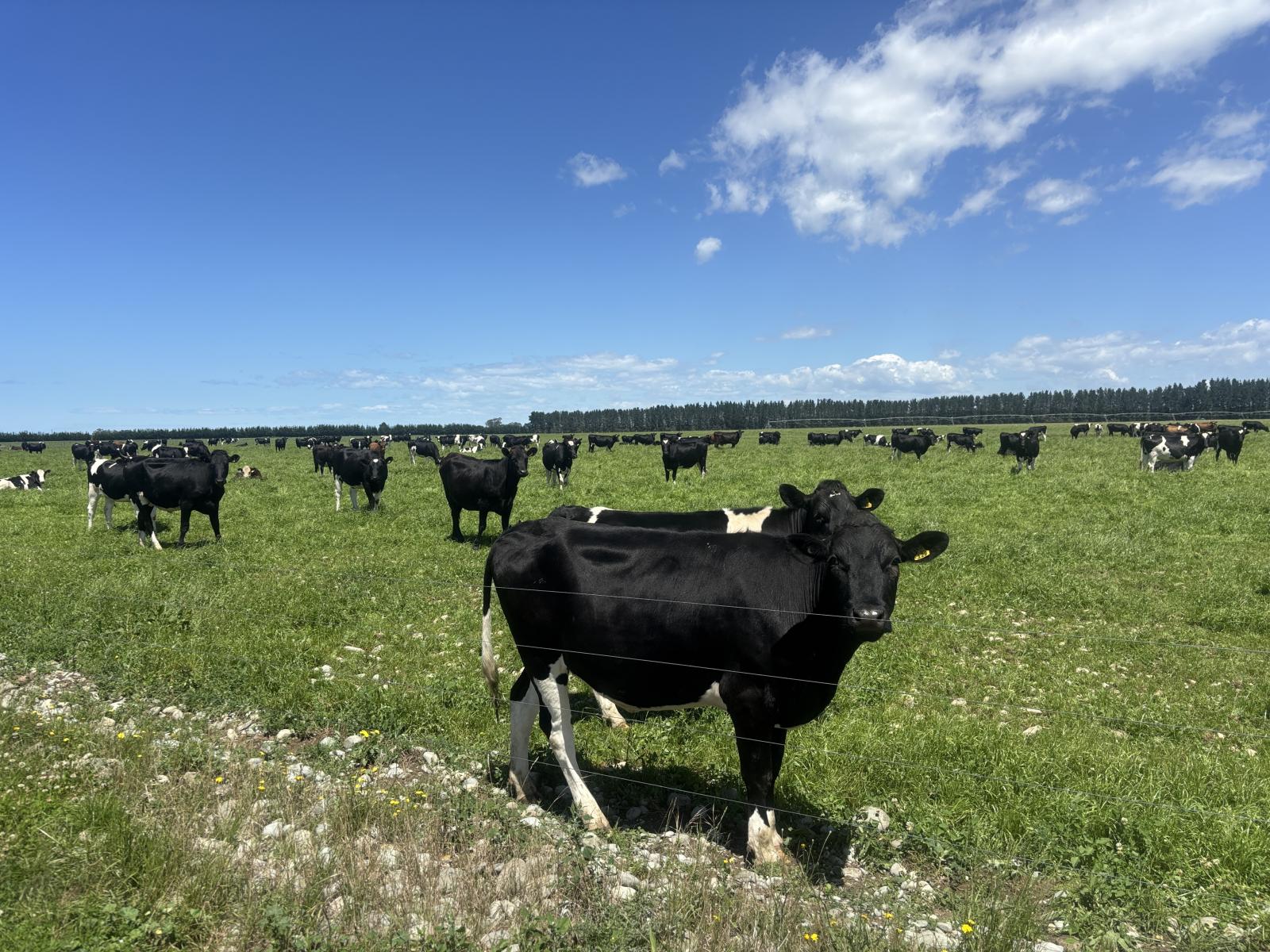 Burnham Road, Temuka