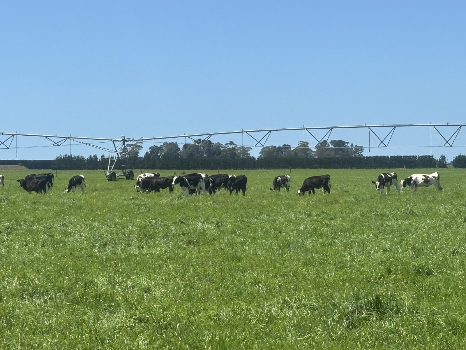 Burnham Road, Temuka