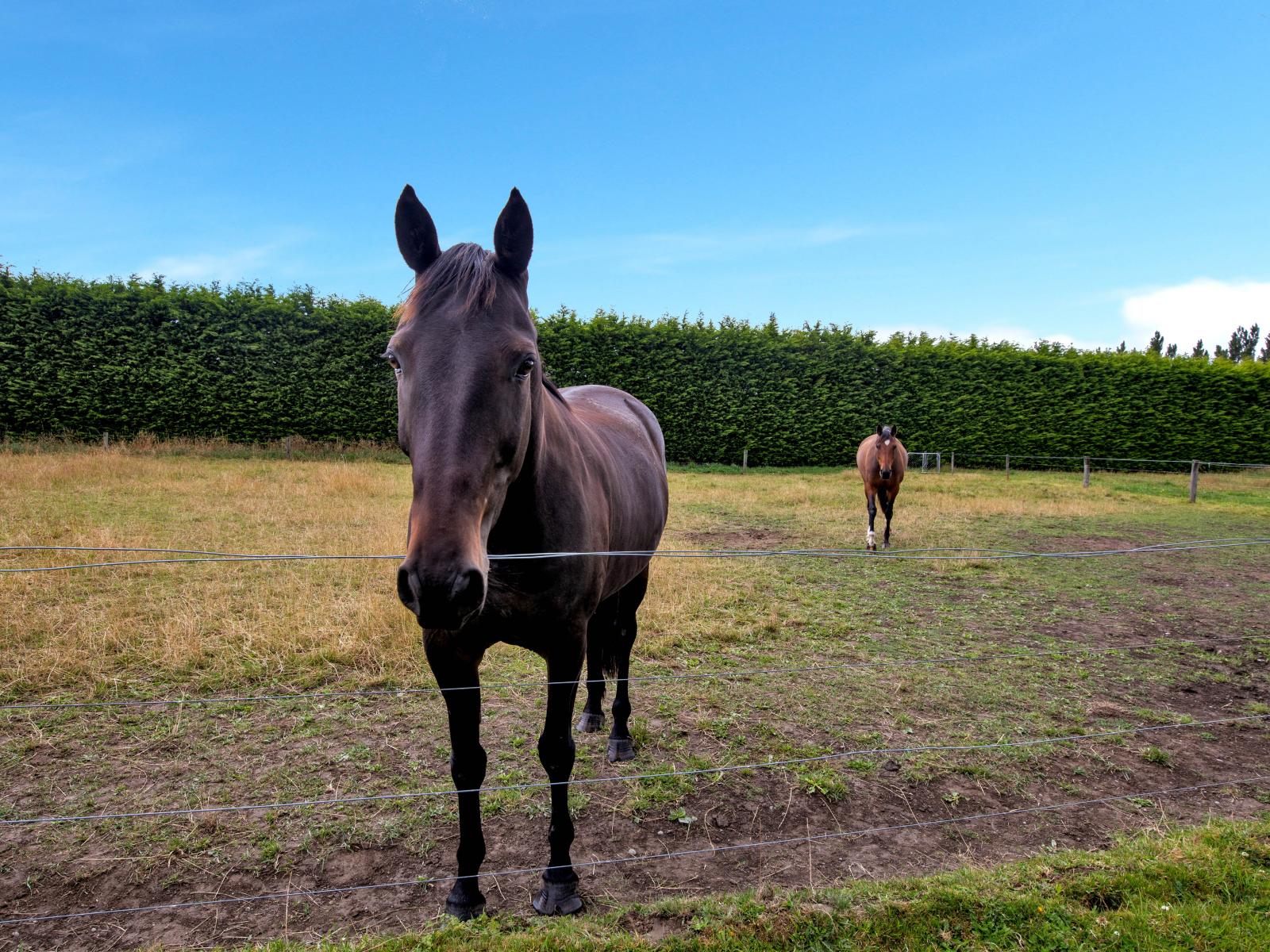 241 Trices Road, Prebbleton