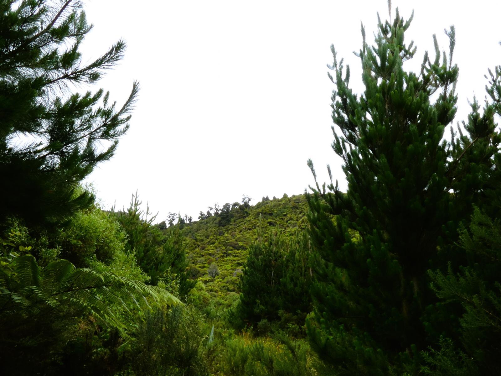 5296D State Highway 6, Punakaiki