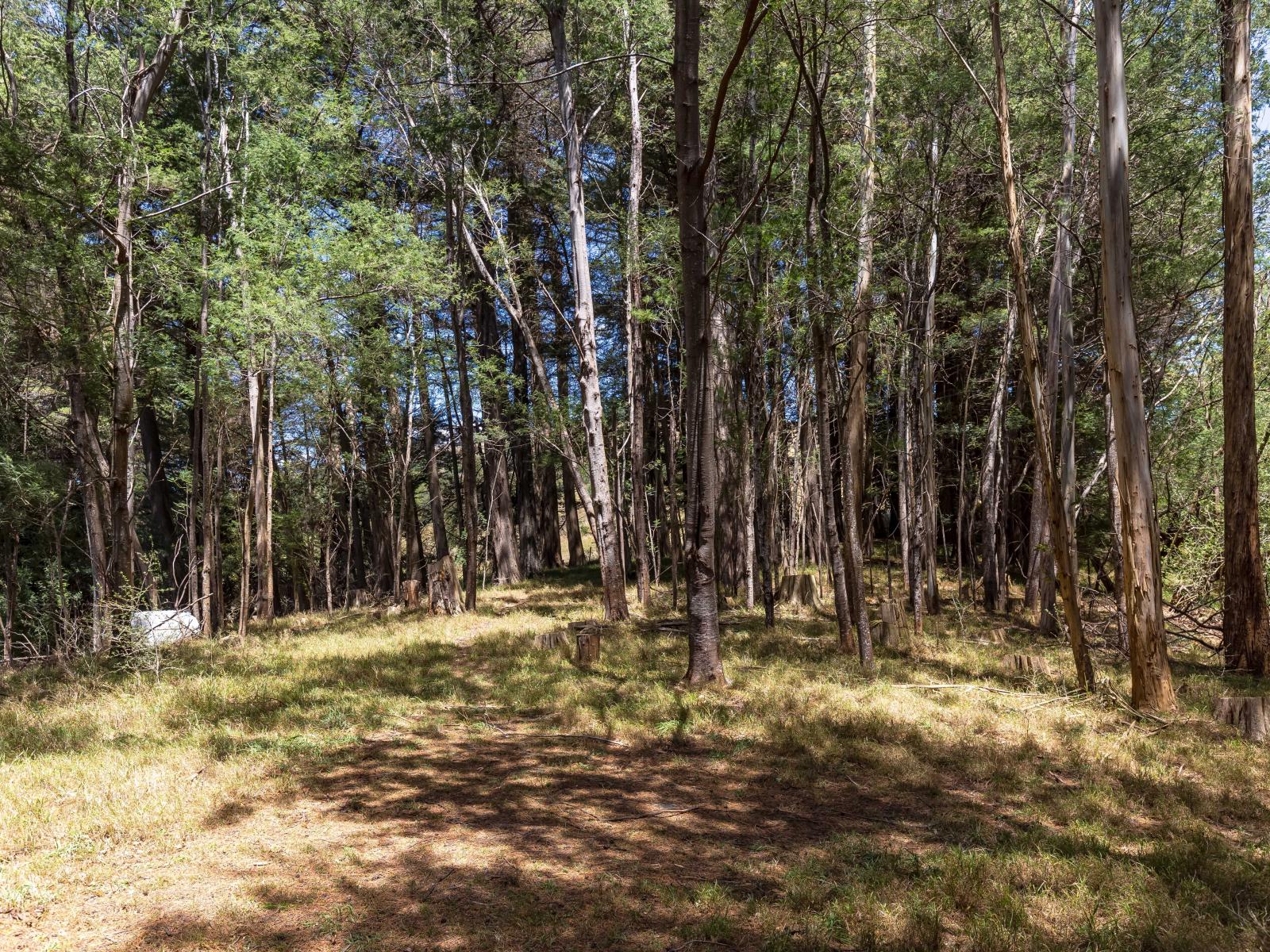 293A Manawa Road, Tinui 