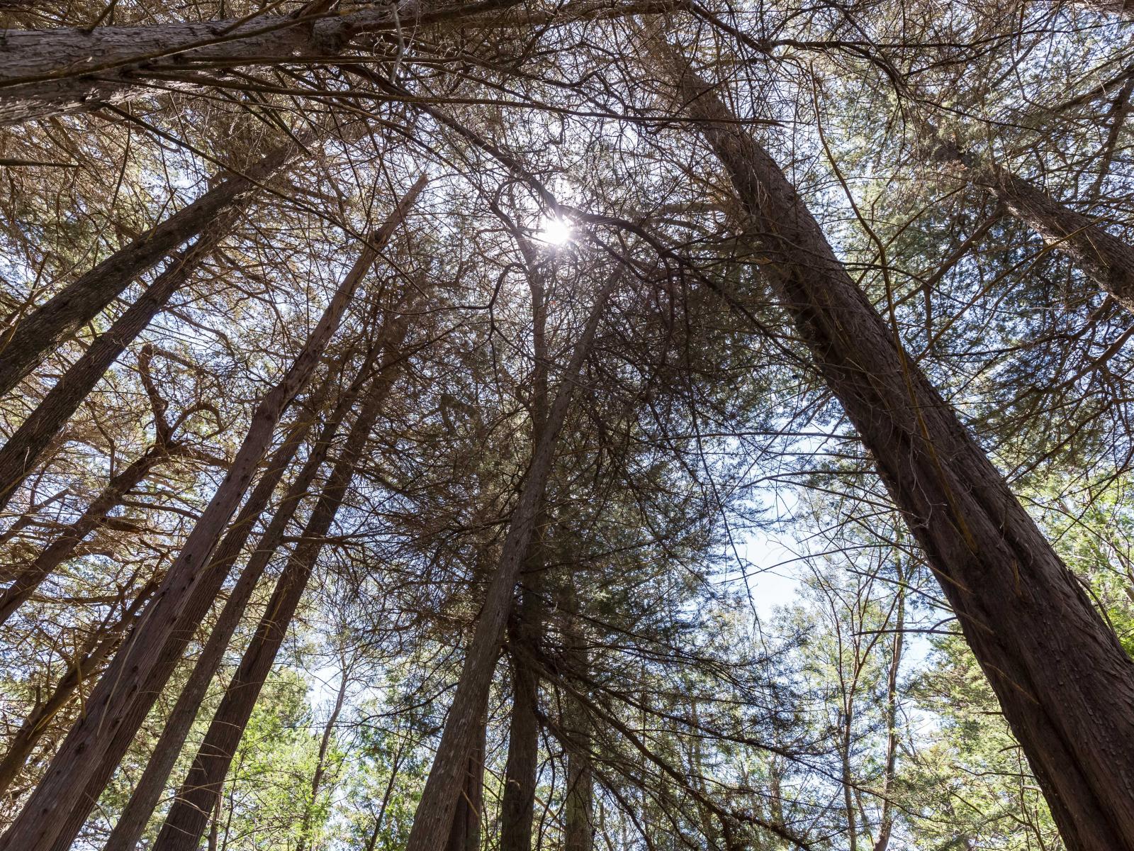 293A Manawa Road, Tinui 