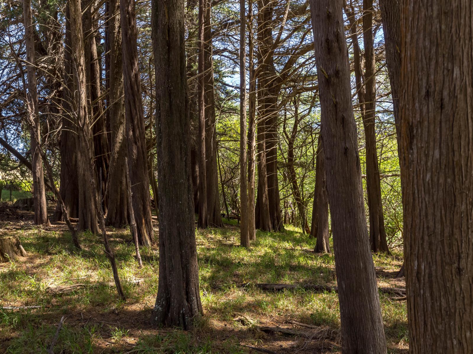 293A Manawa Road, Tinui 