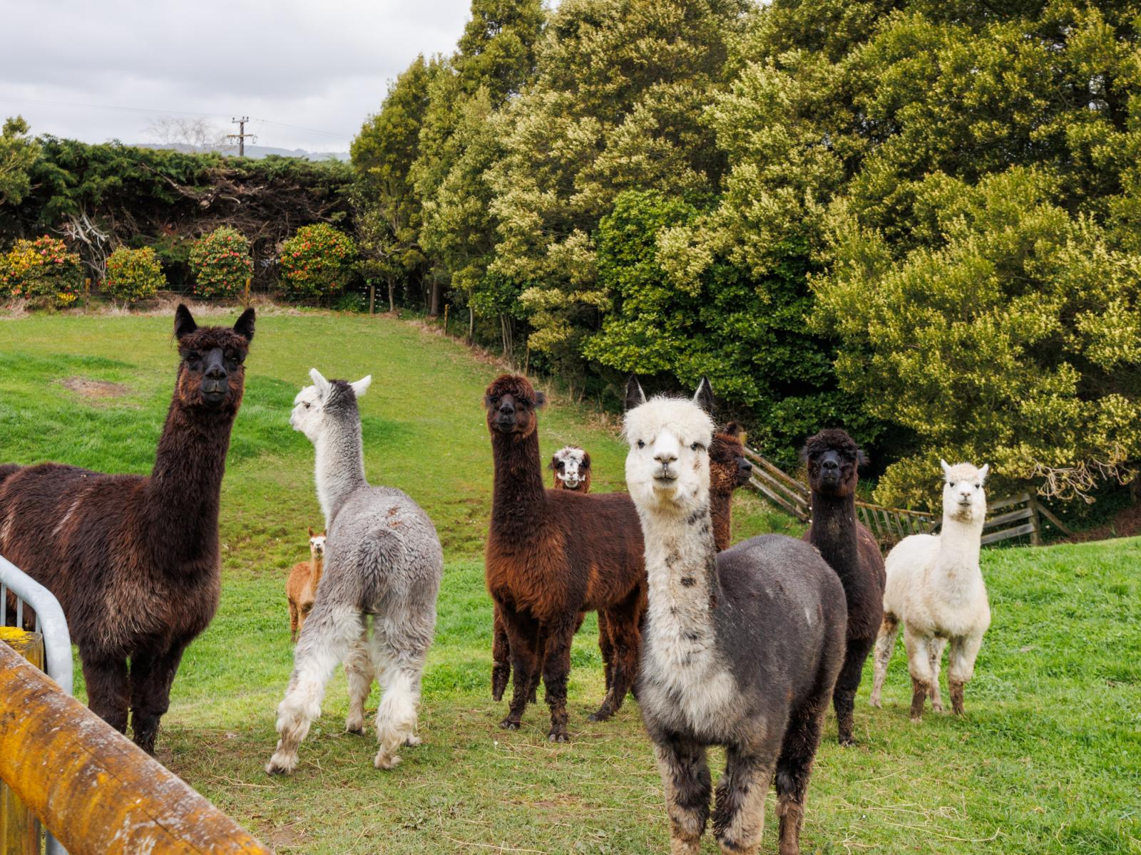 7 Harrisons Line, Palmerston North