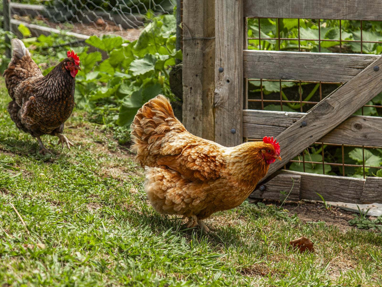 968A Tauwhare Road, Matangi
