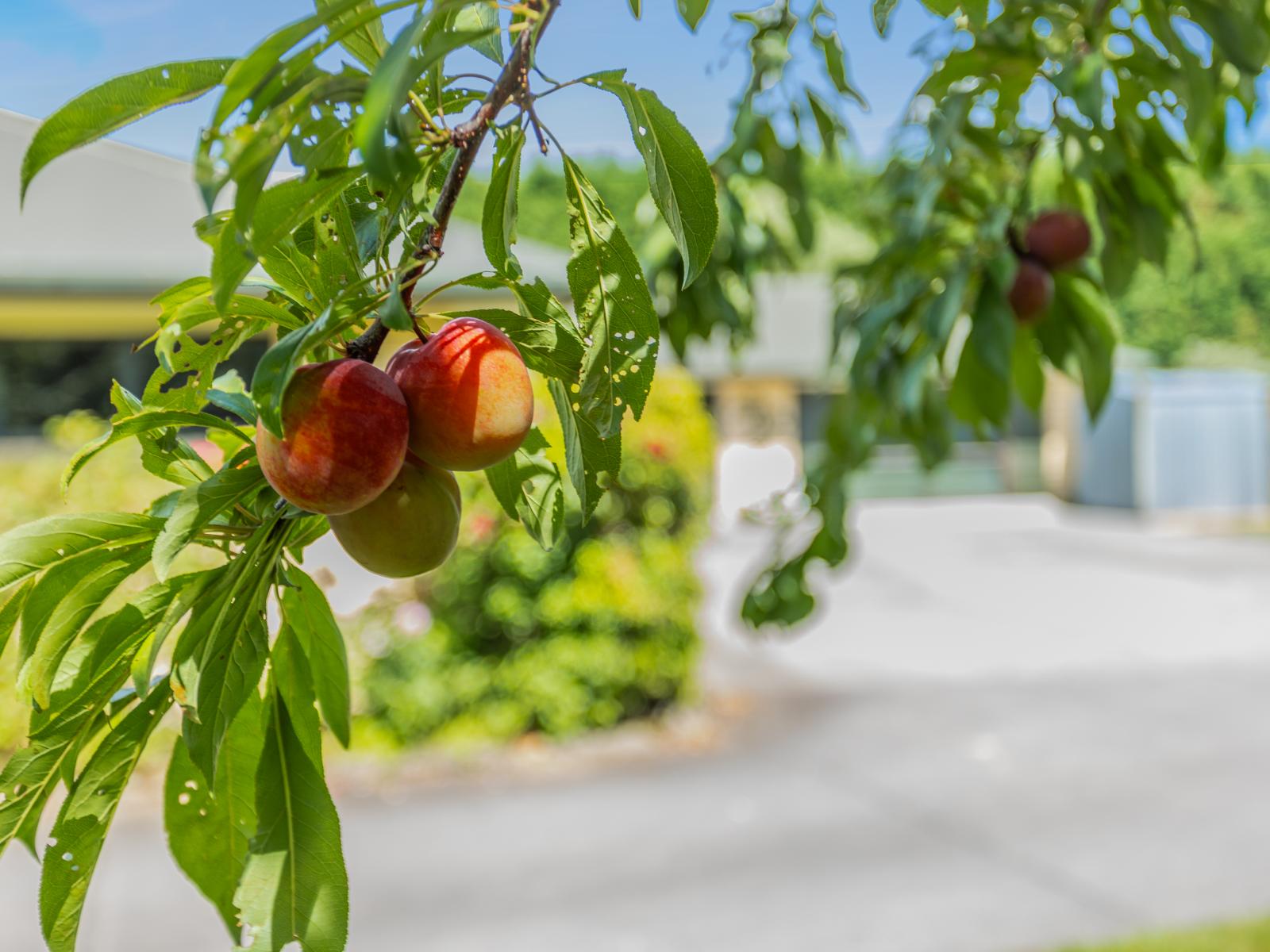 621F Marychurch Road, Matangi