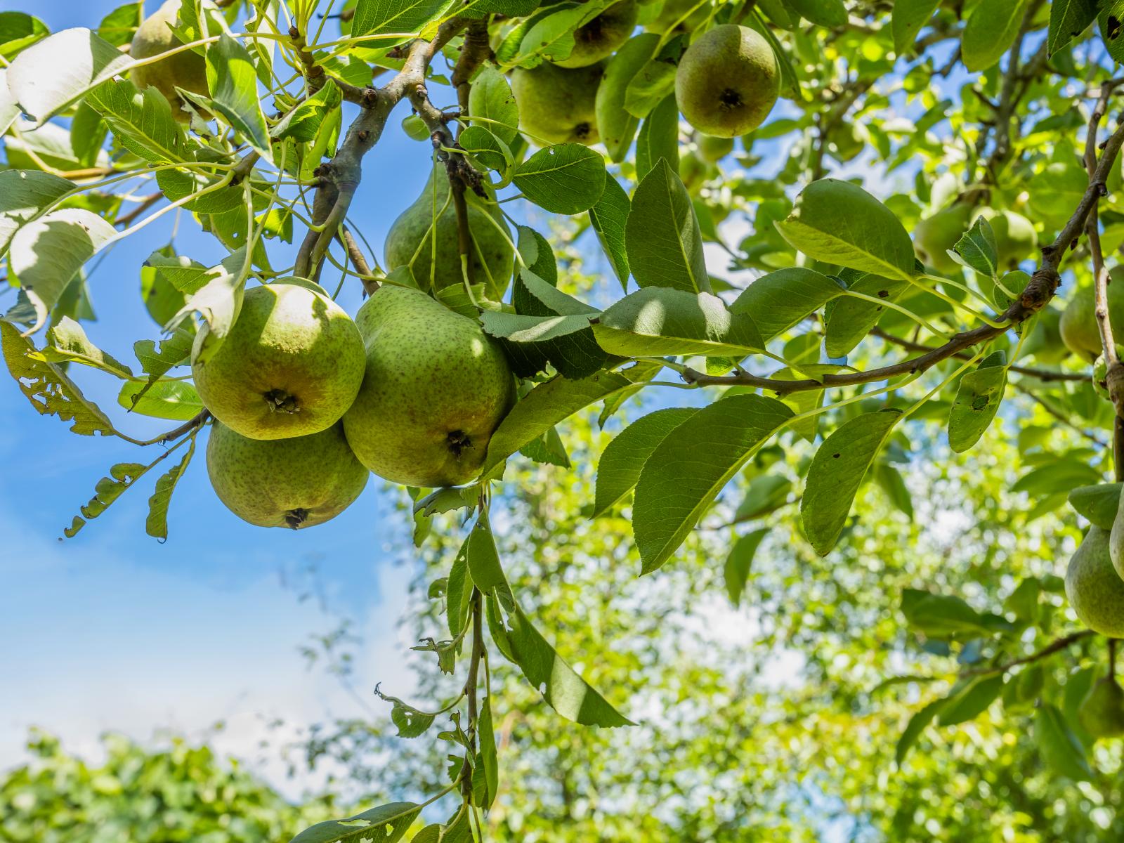 621F Marychurch Road, Matangi