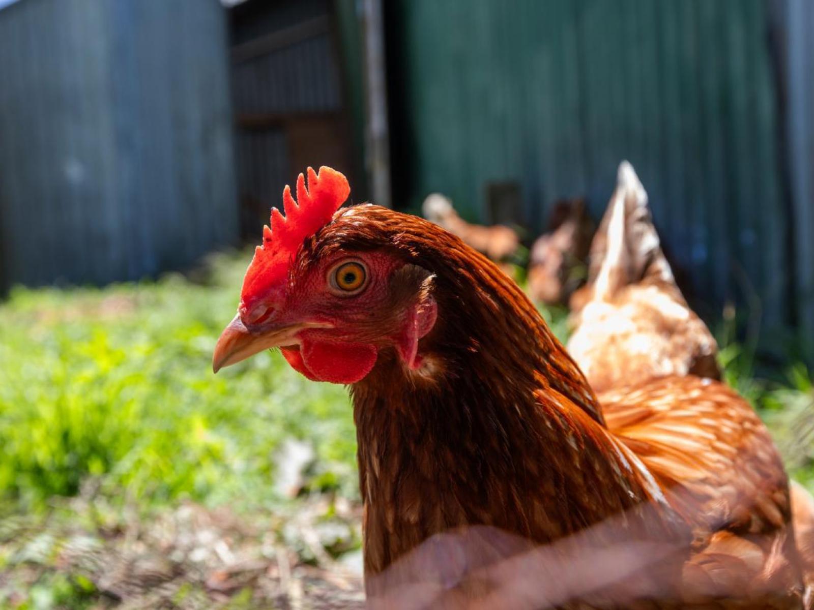 826 Mokau Road, Urenui