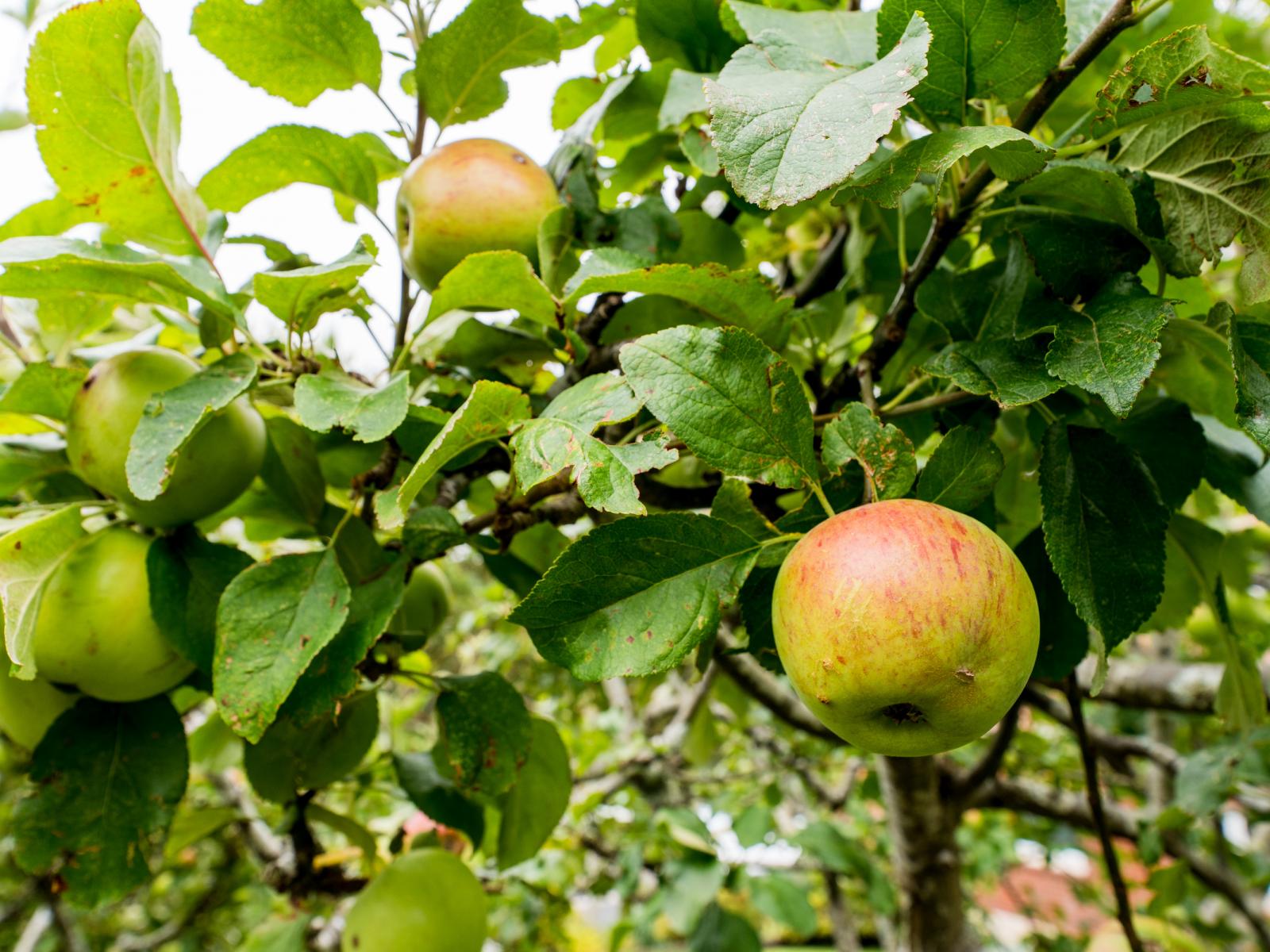 124 Rolla Street, Normanby