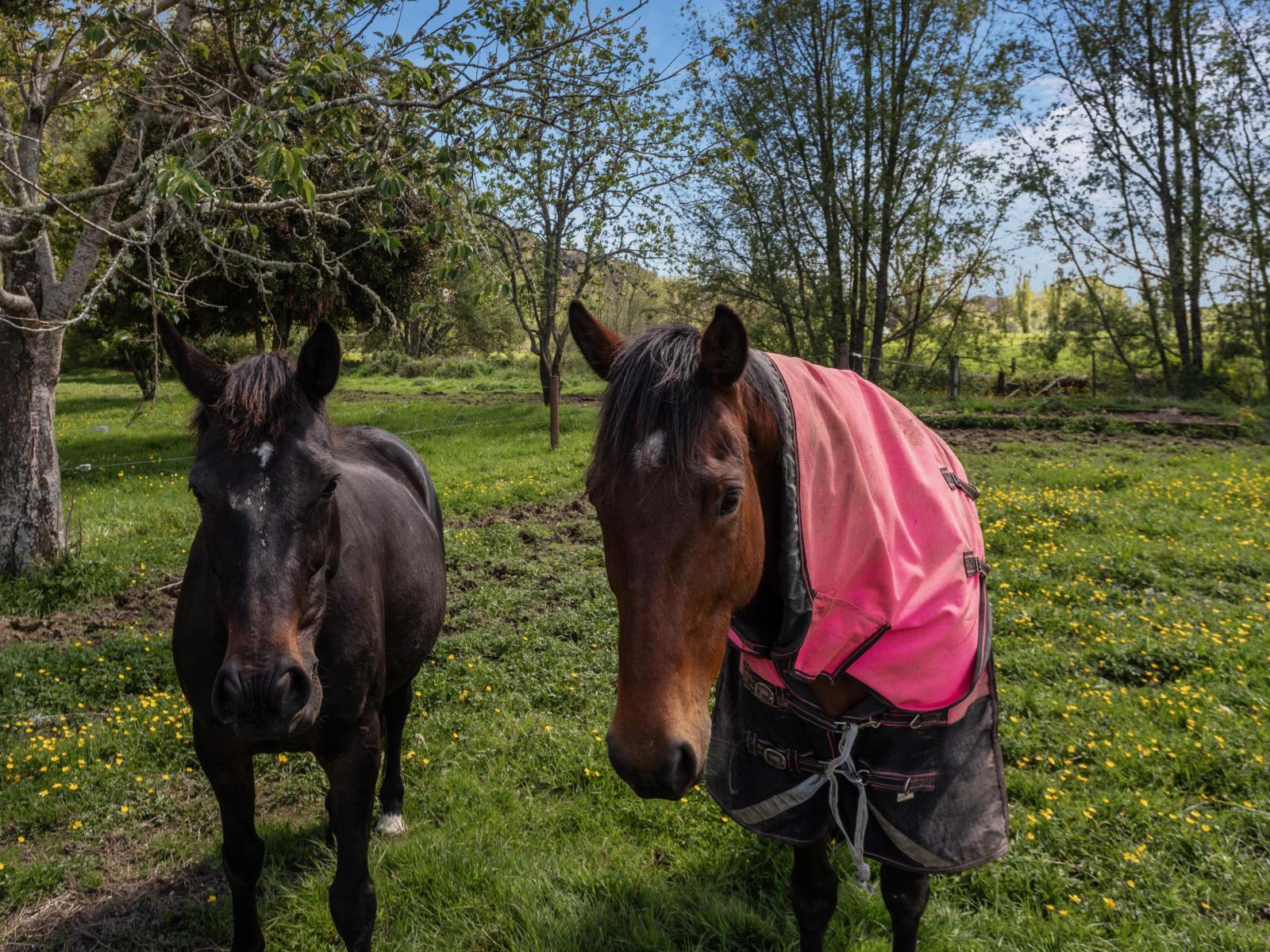 2338 State Highway 2, Opotiki