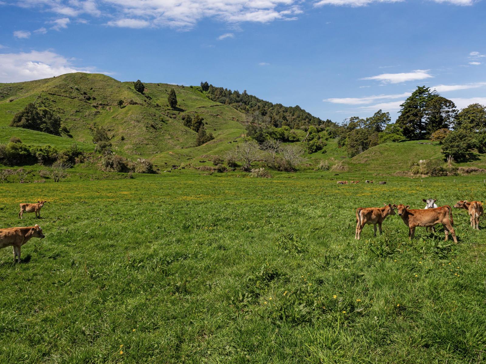 2338 State Highway 2, Opotiki