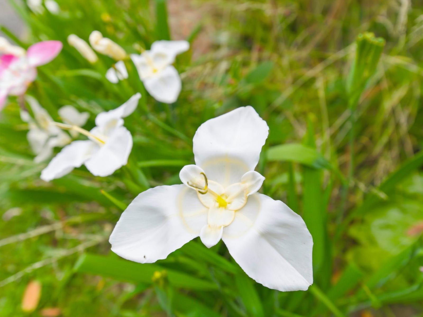 75 Liverpool Street, Levin