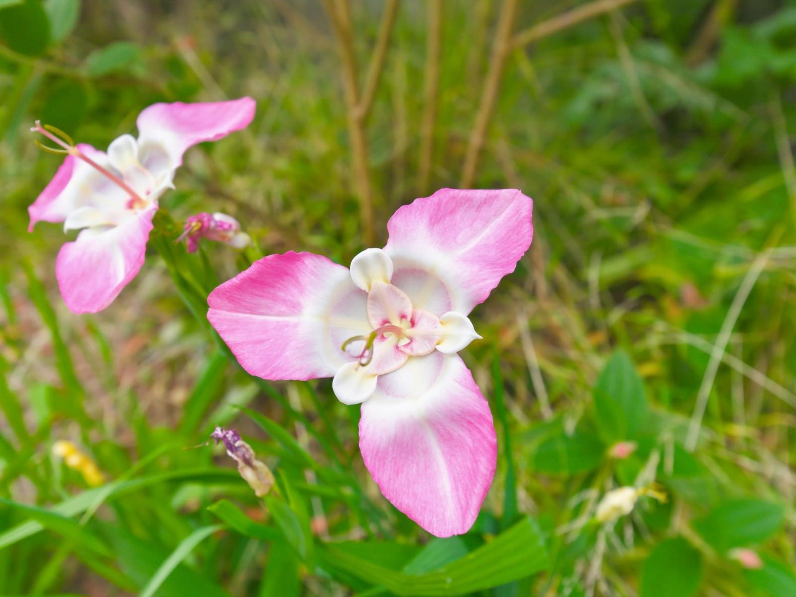 75 Liverpool Street, Levin