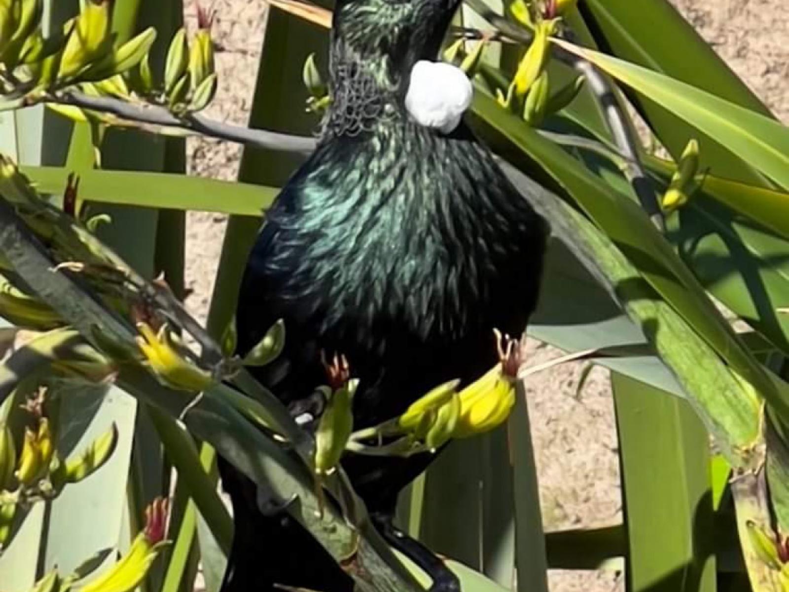 11 Kaimata Road, Pacific Heights, Bay View