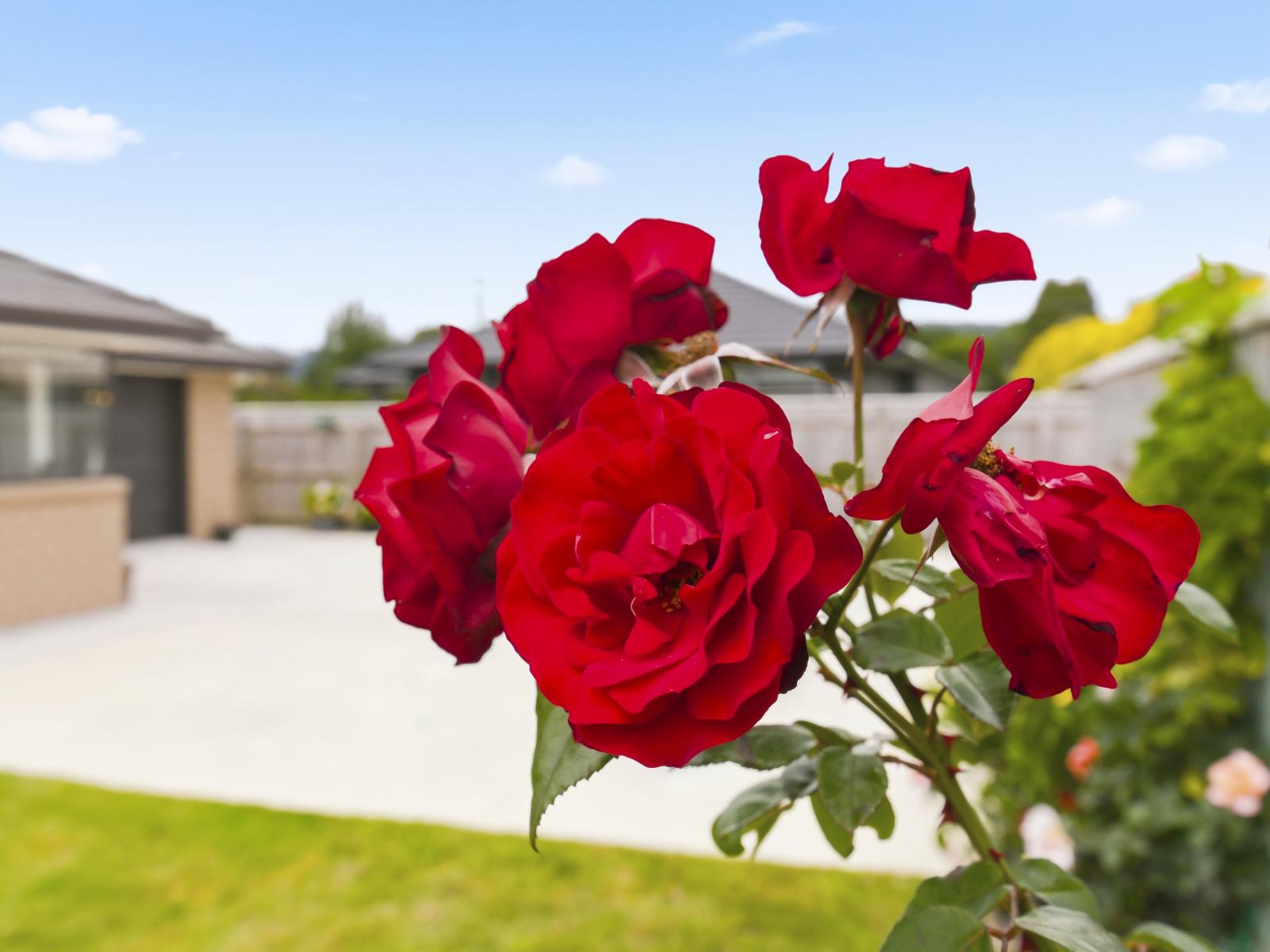 4 Hawera Avenue, Levin