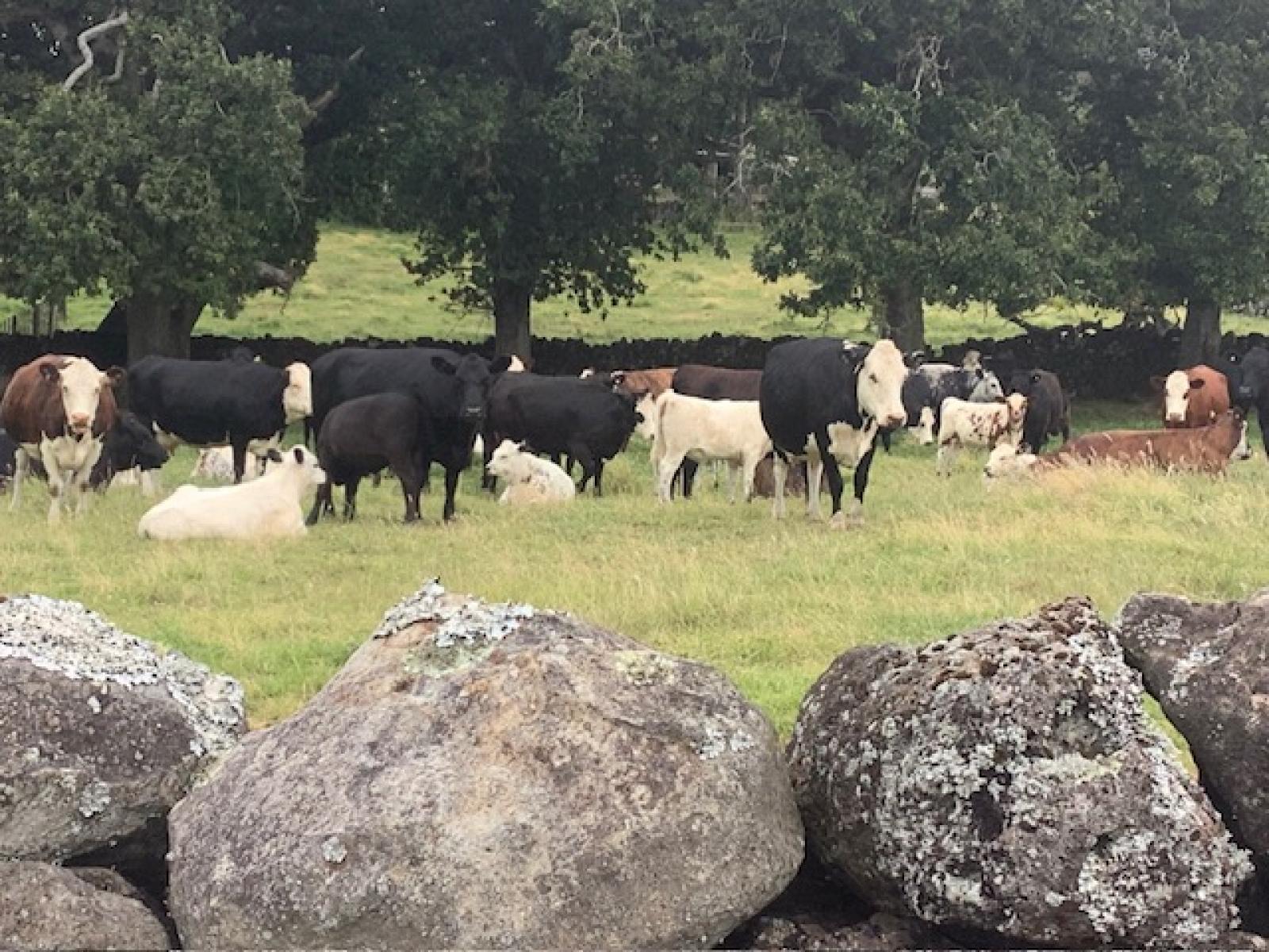 54 Tatton Road, Maungatapere