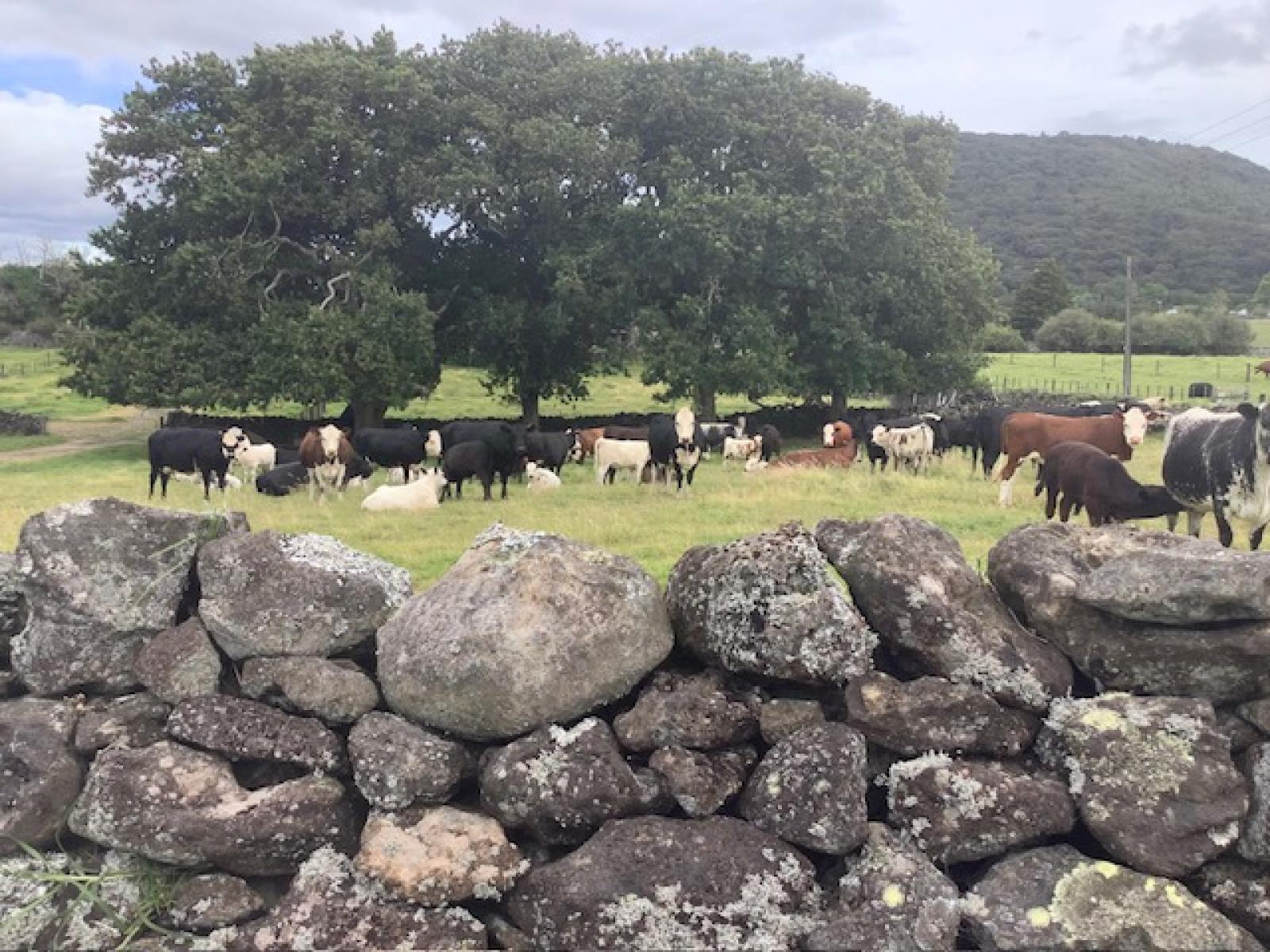 54 Tatton Road, Maungatapere