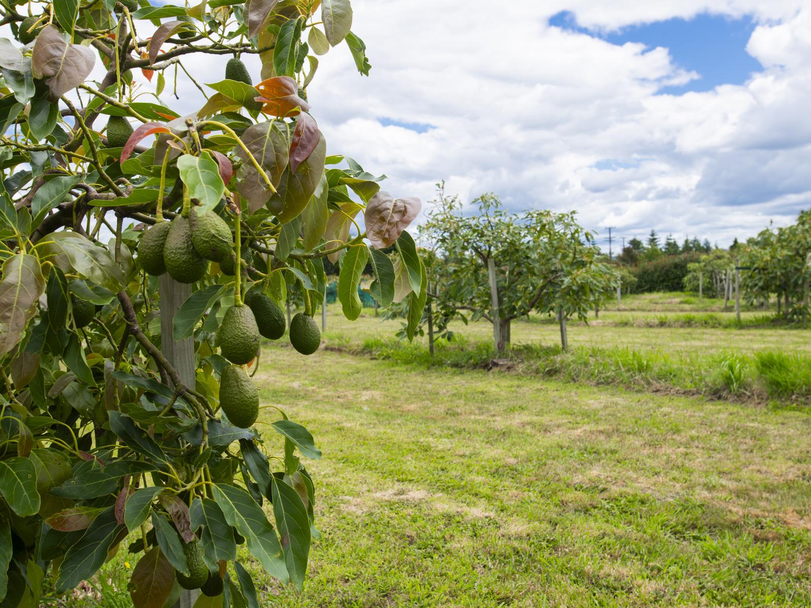 547 Nelson Road, Lytton West 