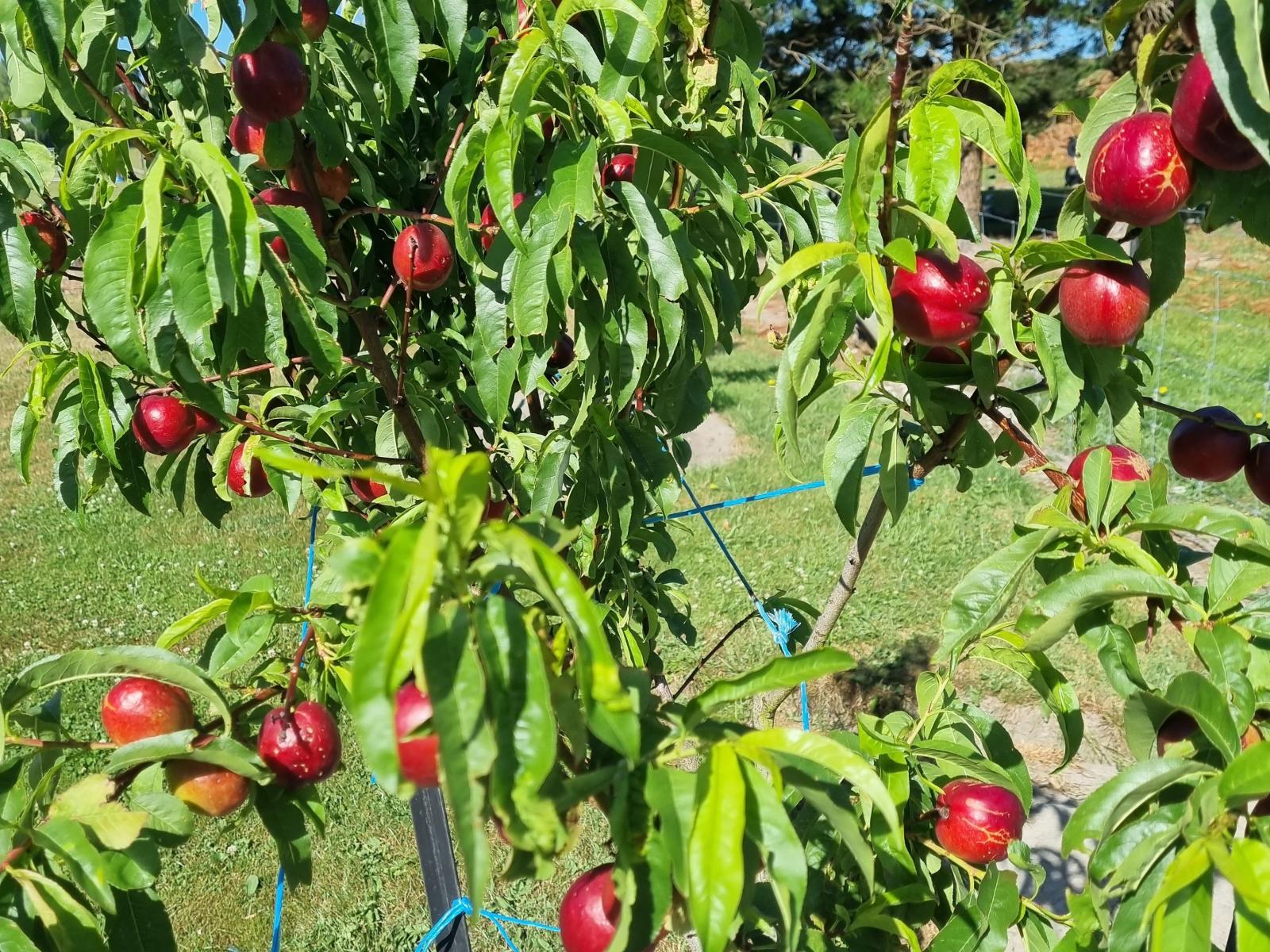 479 Mcjarrows Road, Oxford