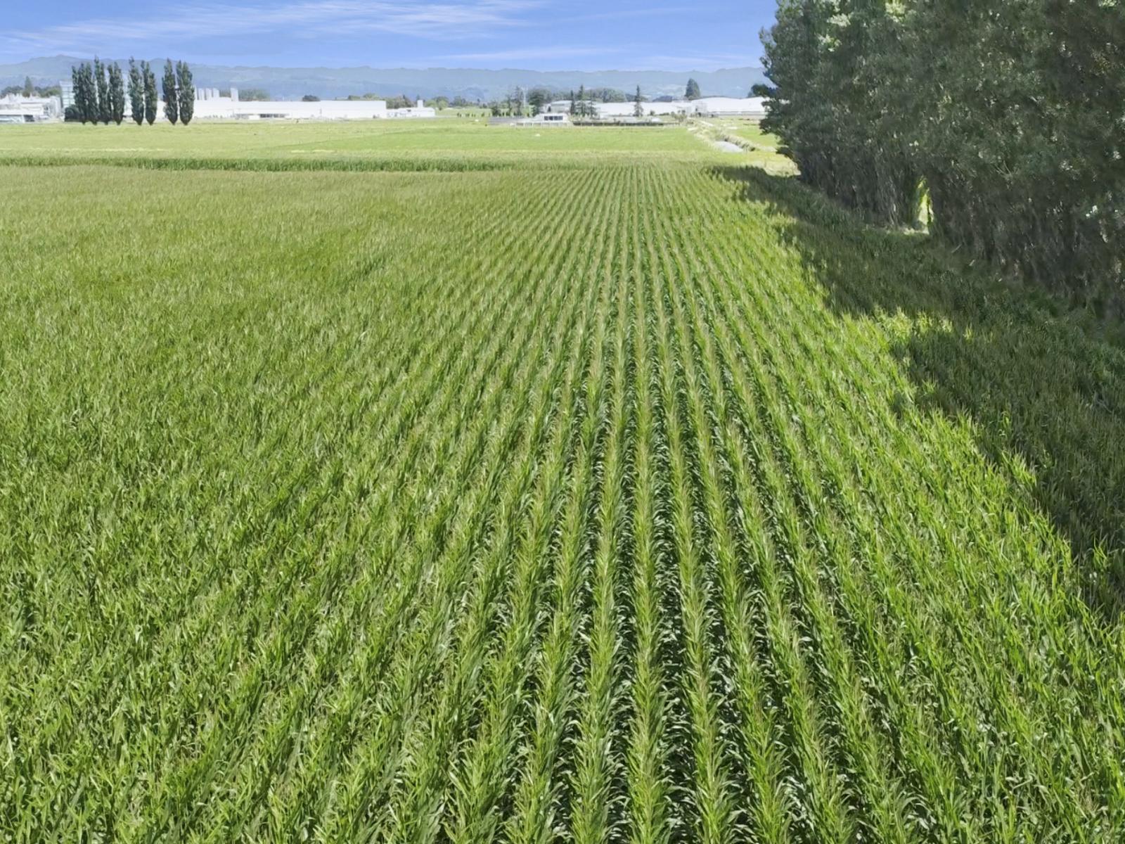 434-454 Awakeri Road, Edgecumbe