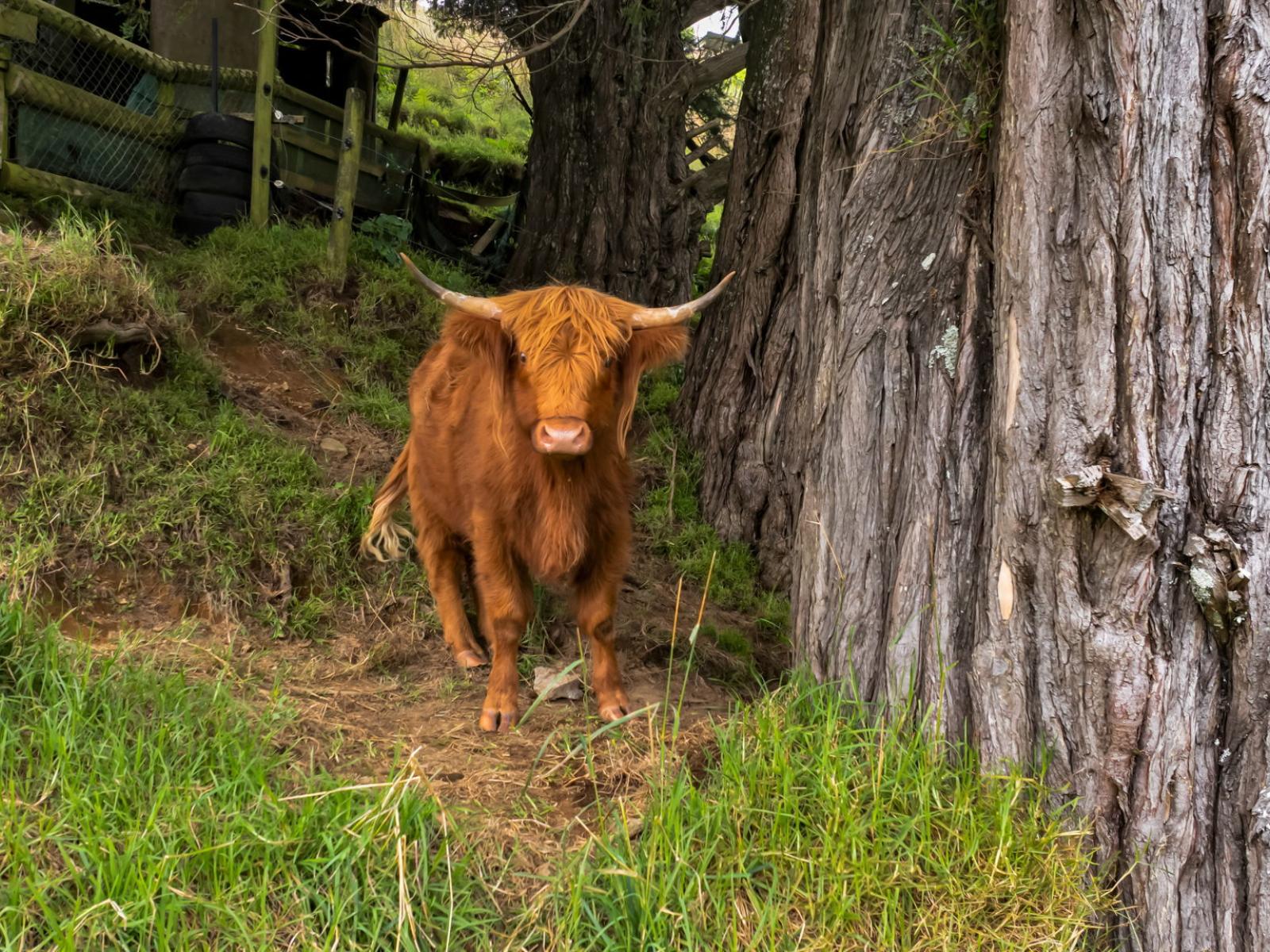 101 Ridgewood Drive, New Plymouth