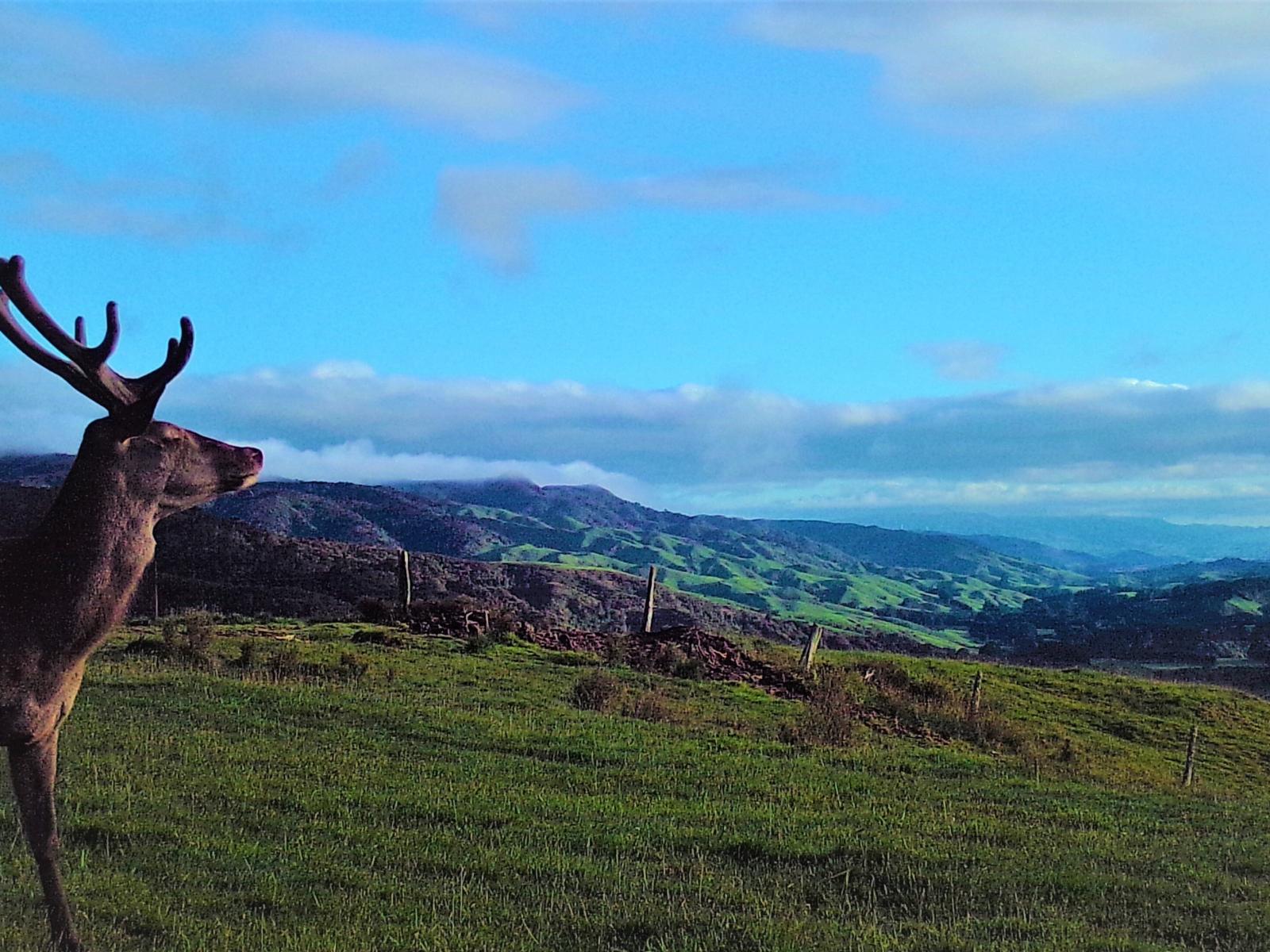 172 Kakariki West Road, Eketahuna