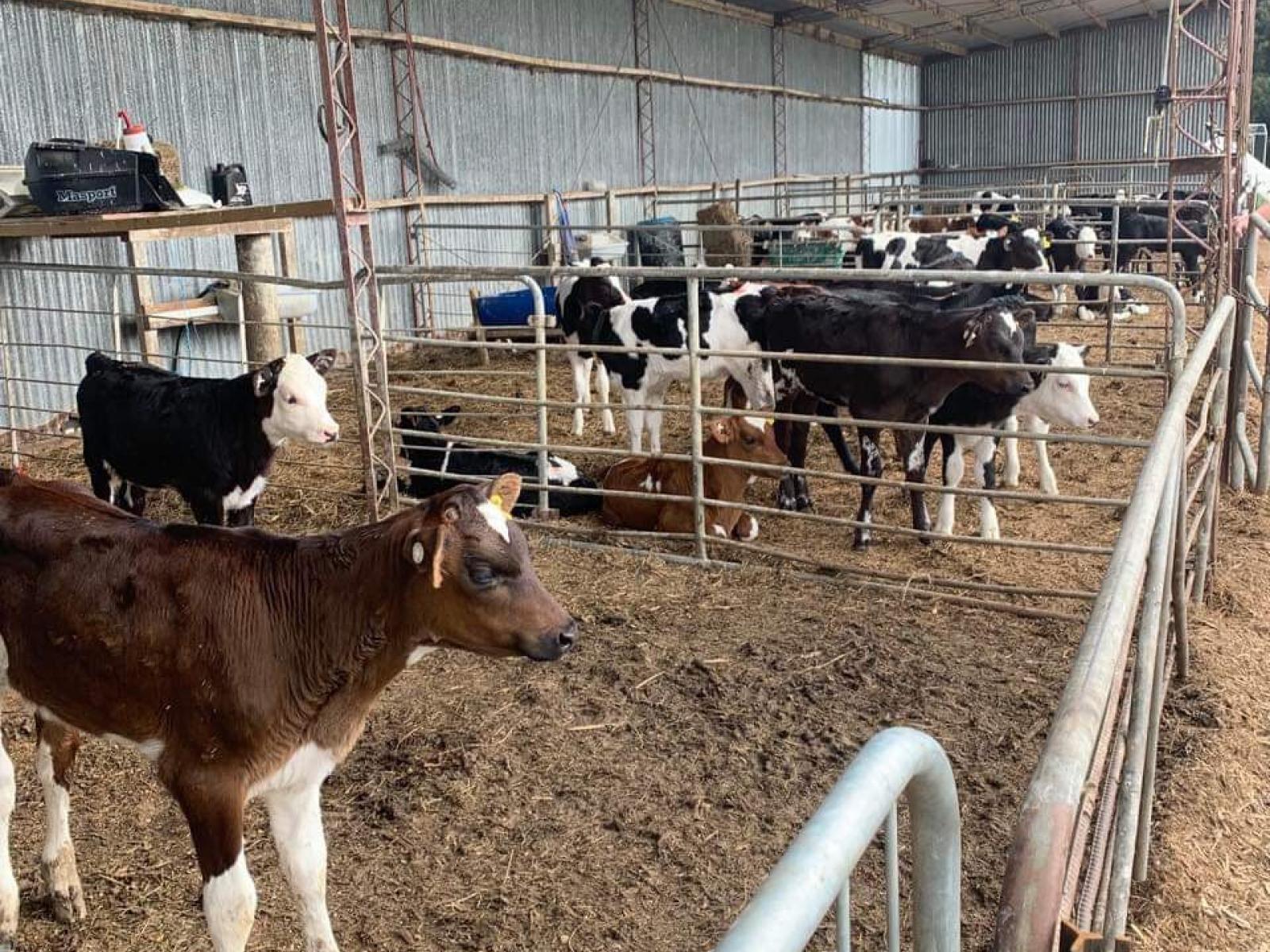 172 Kakariki West Road, Eketahuna