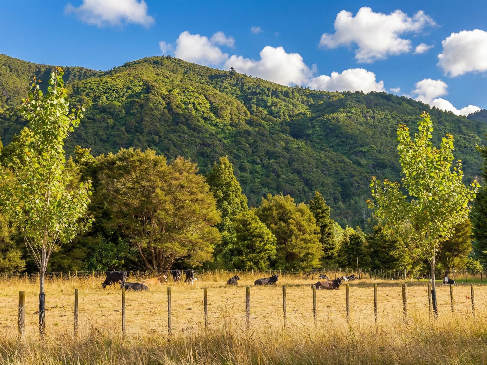 433A Waiohine Gorge Road, Carterton