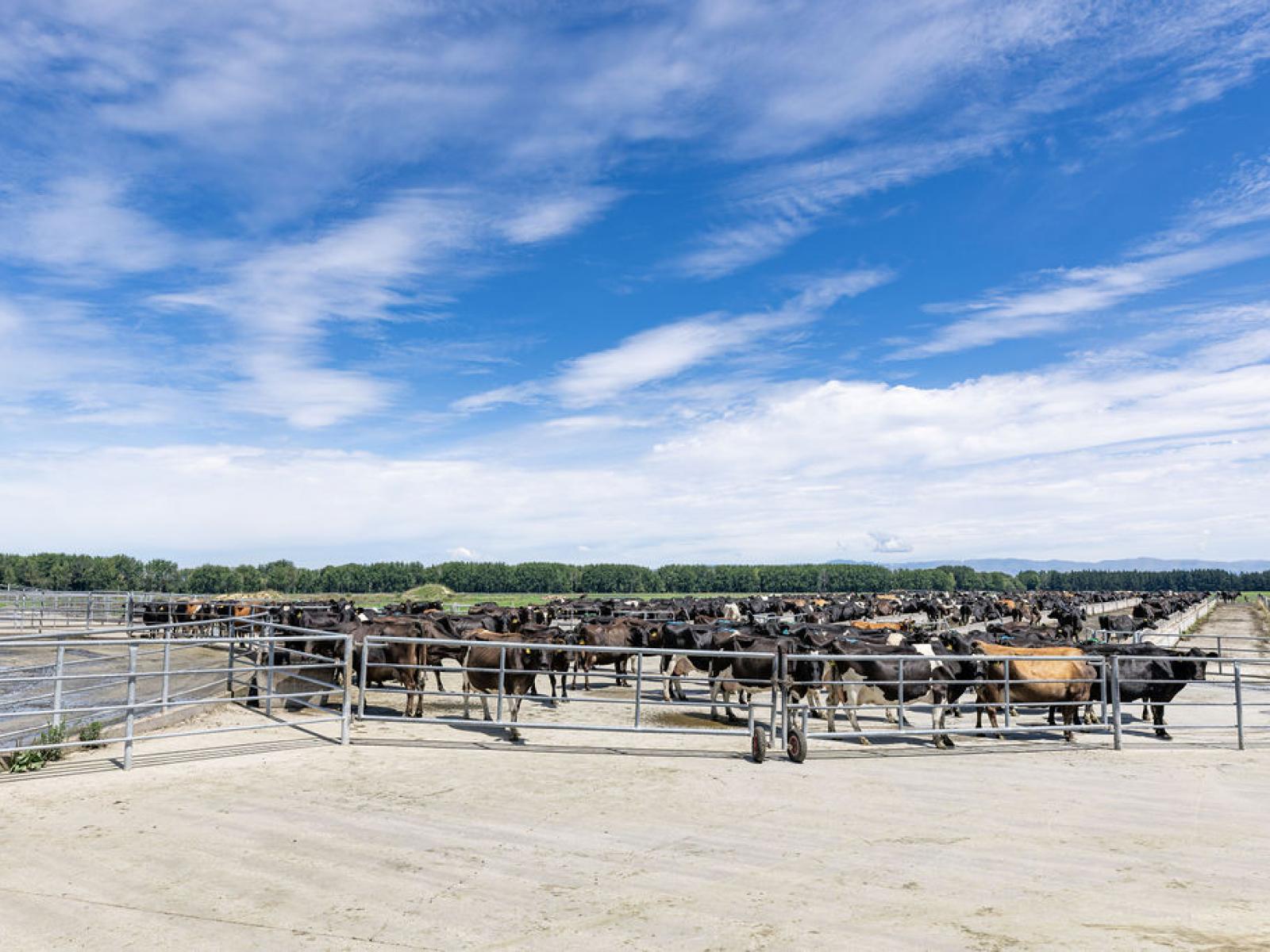 17 Young Road, Temuka