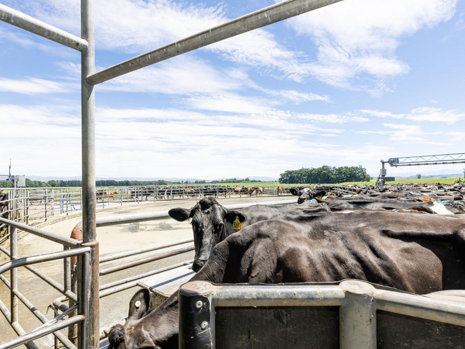17 Young Road, Temuka
