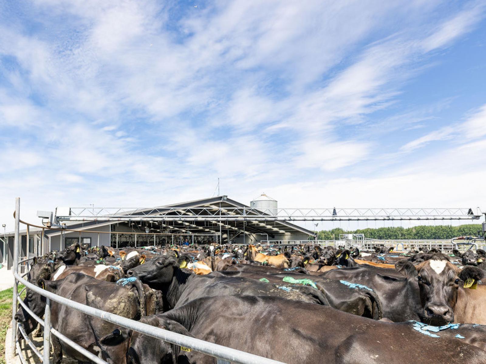 17 Young Road, Temuka