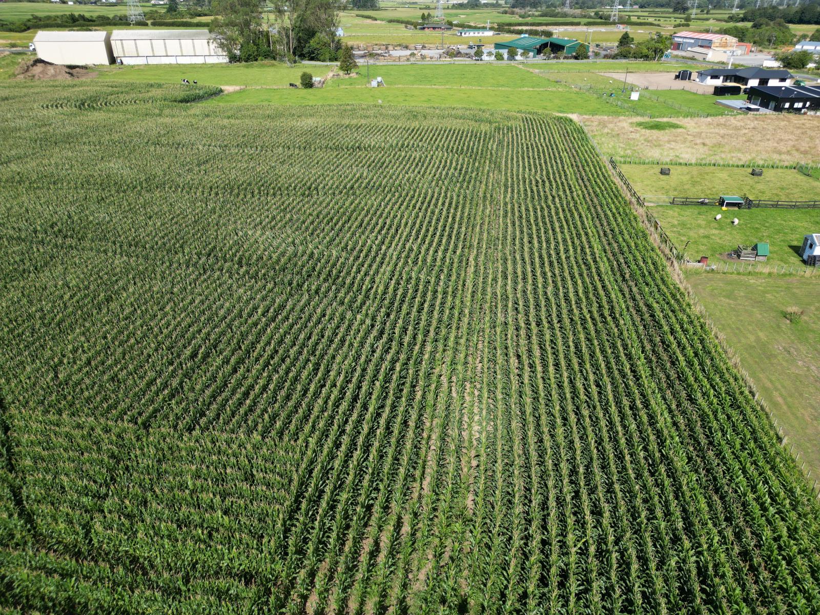 Monmouth Road, Stratford