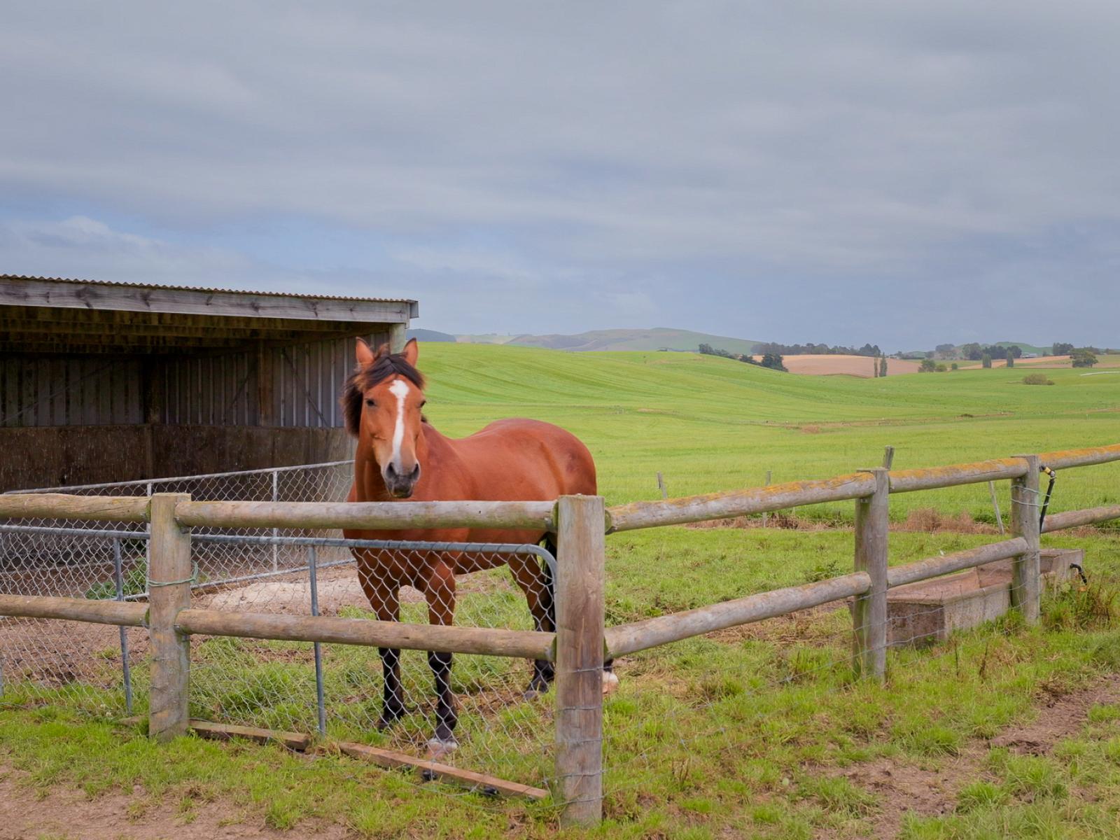 3532 Waimate Highway, Morven
