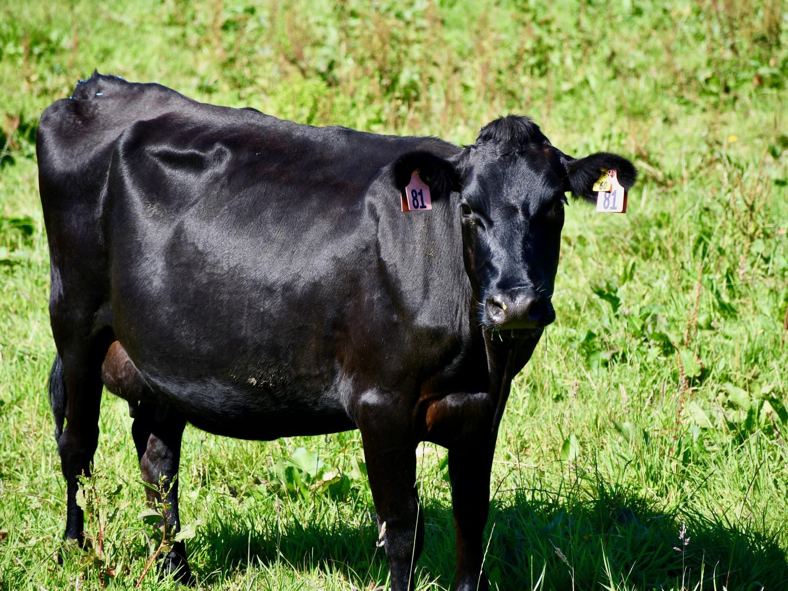 302 Kohaihai Road, Karamea