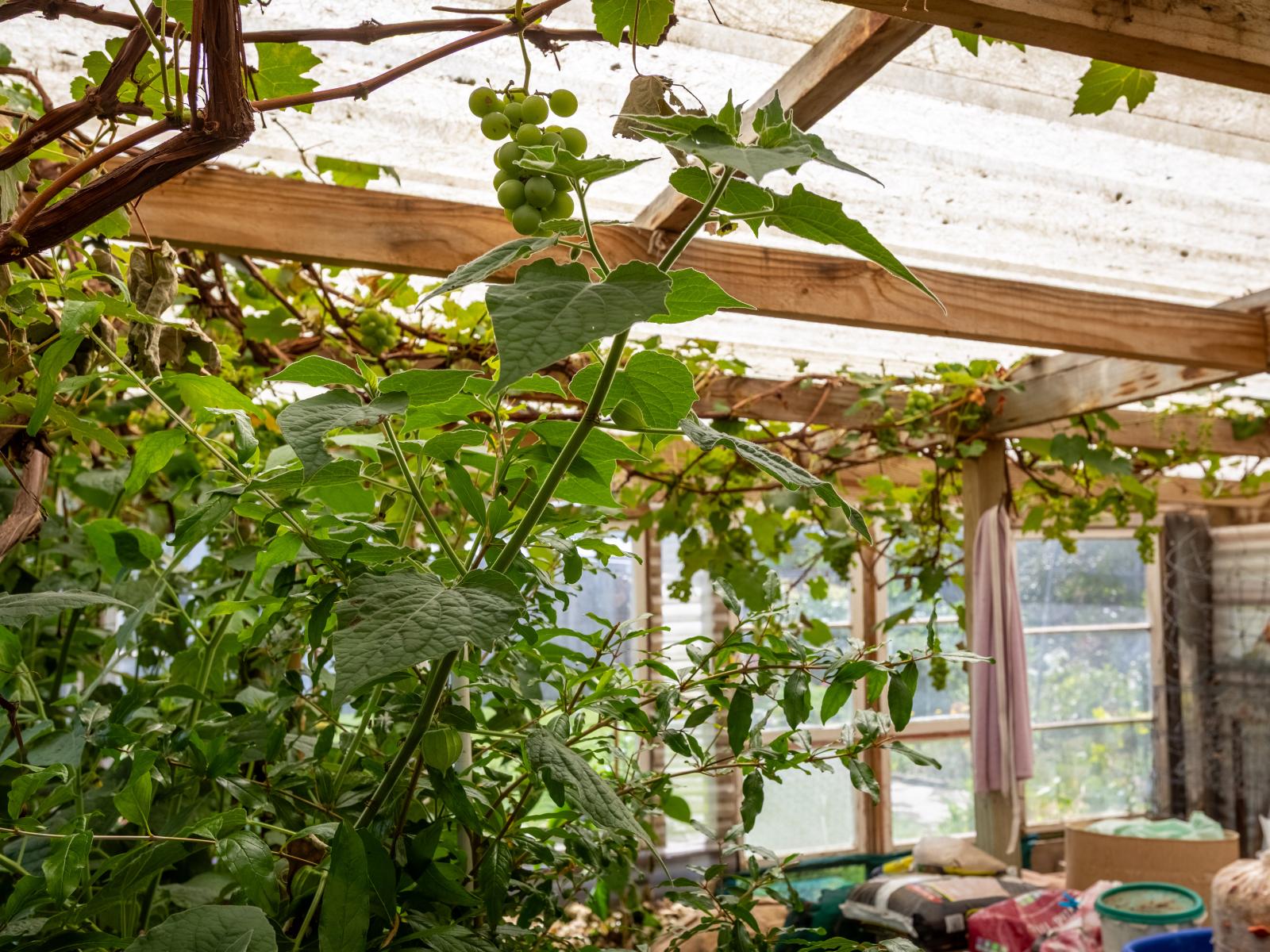 21 Hall Street, Woodville