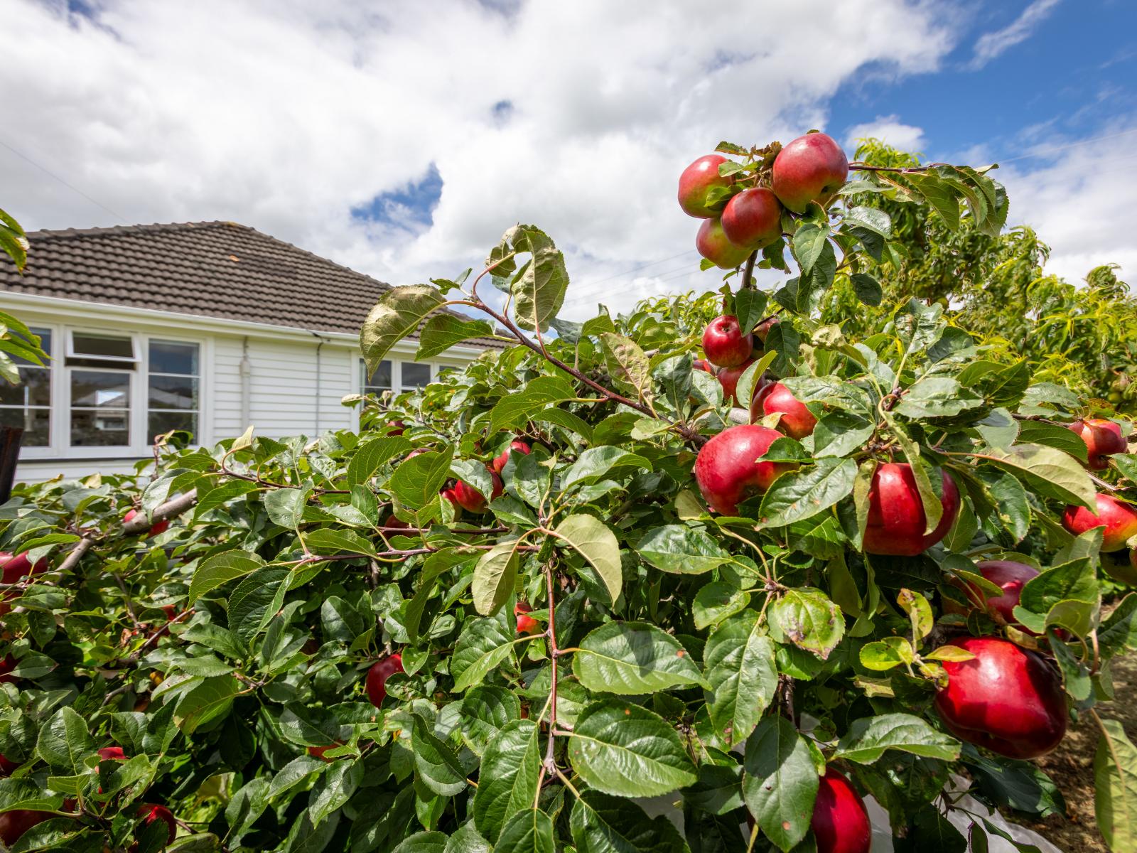 21 Hall Street, Woodville