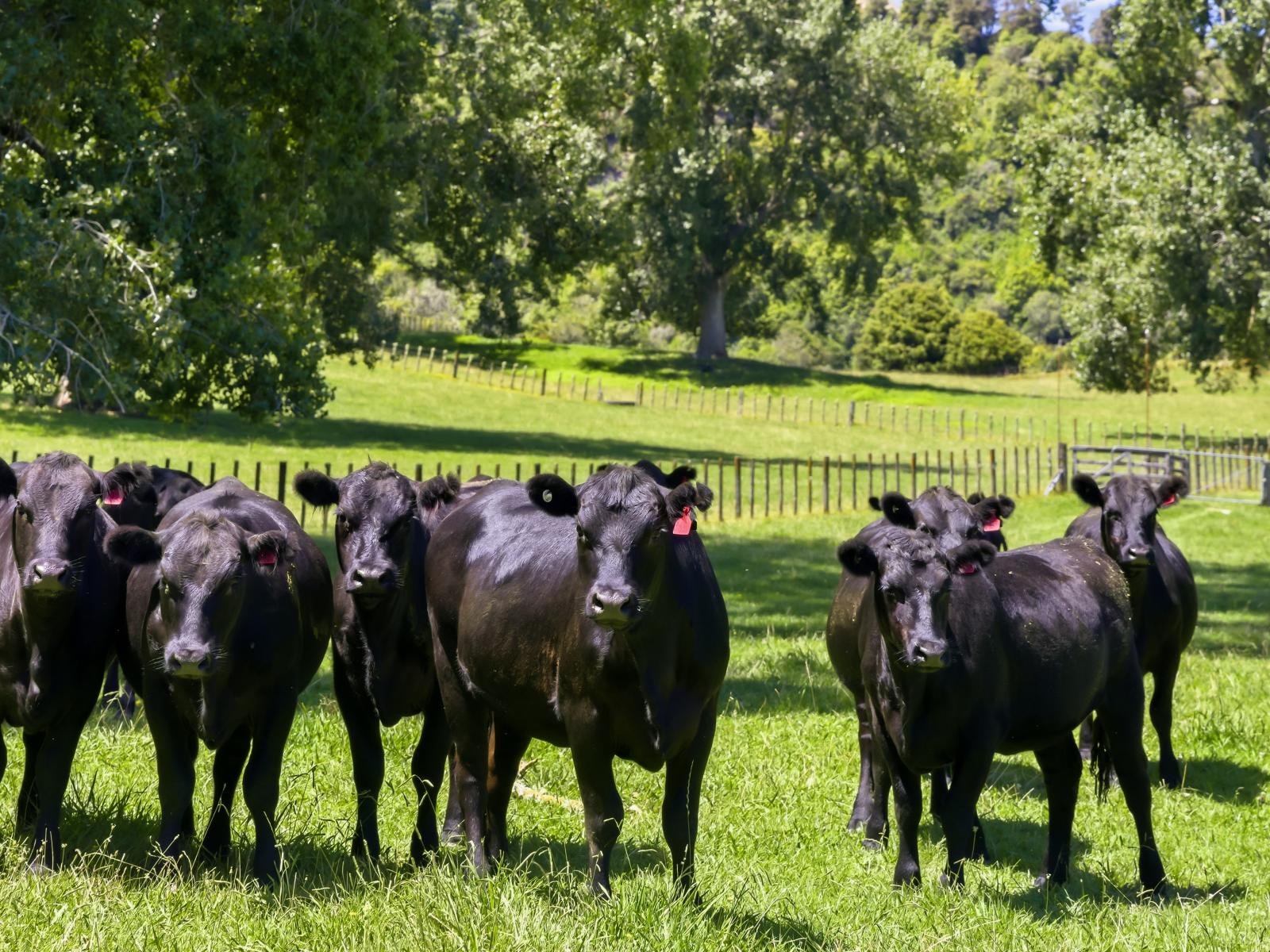 1173 Whanganui River Rd (State Highway 43), Taumarunui