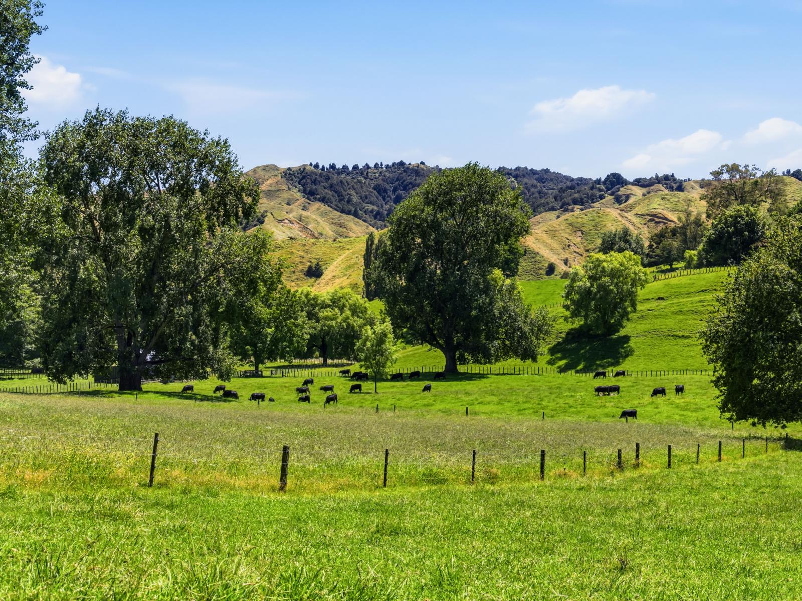 1173 Whanganui River Rd (State Highway 43), Taumarunui