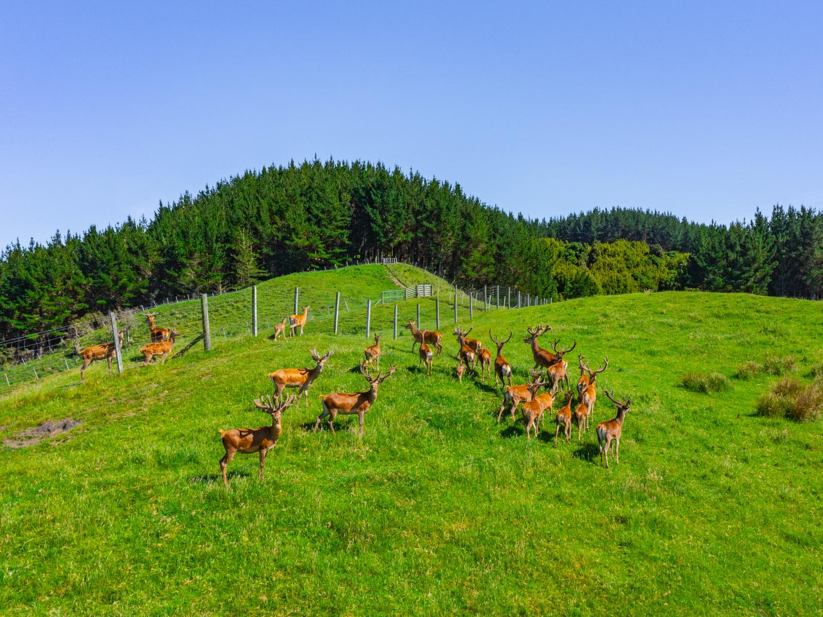 1169 Ruakaka Road, Tiniroto