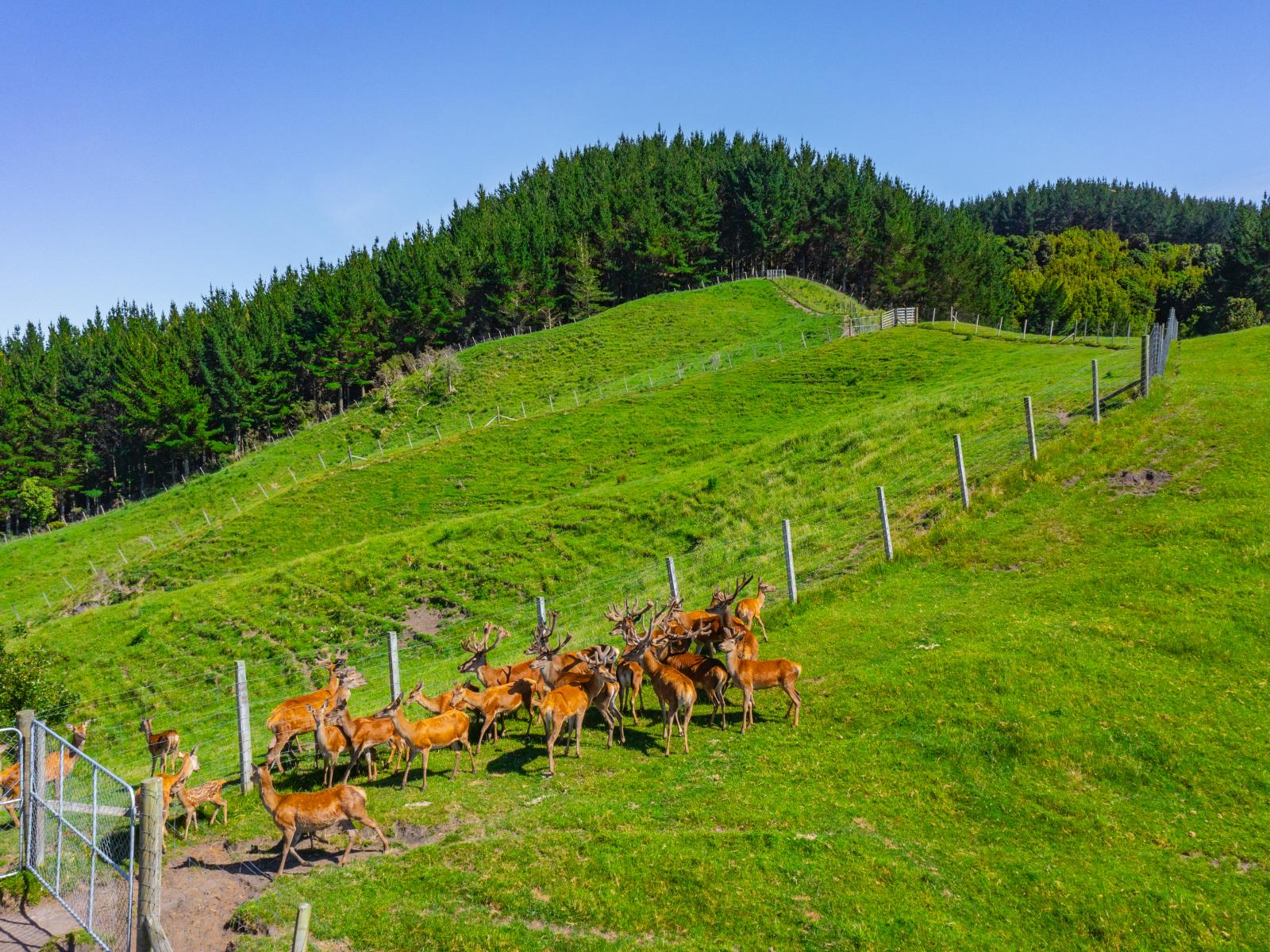 1169 Ruakaka Road, Tiniroto