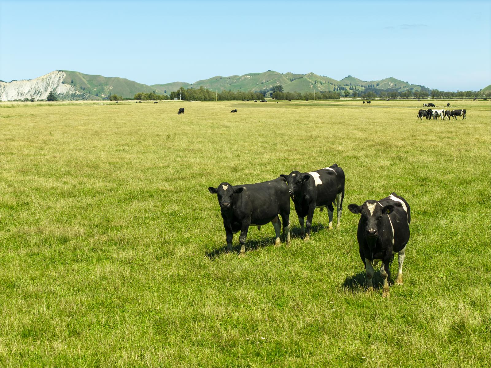 1343 Wharerata Road, Muriwai