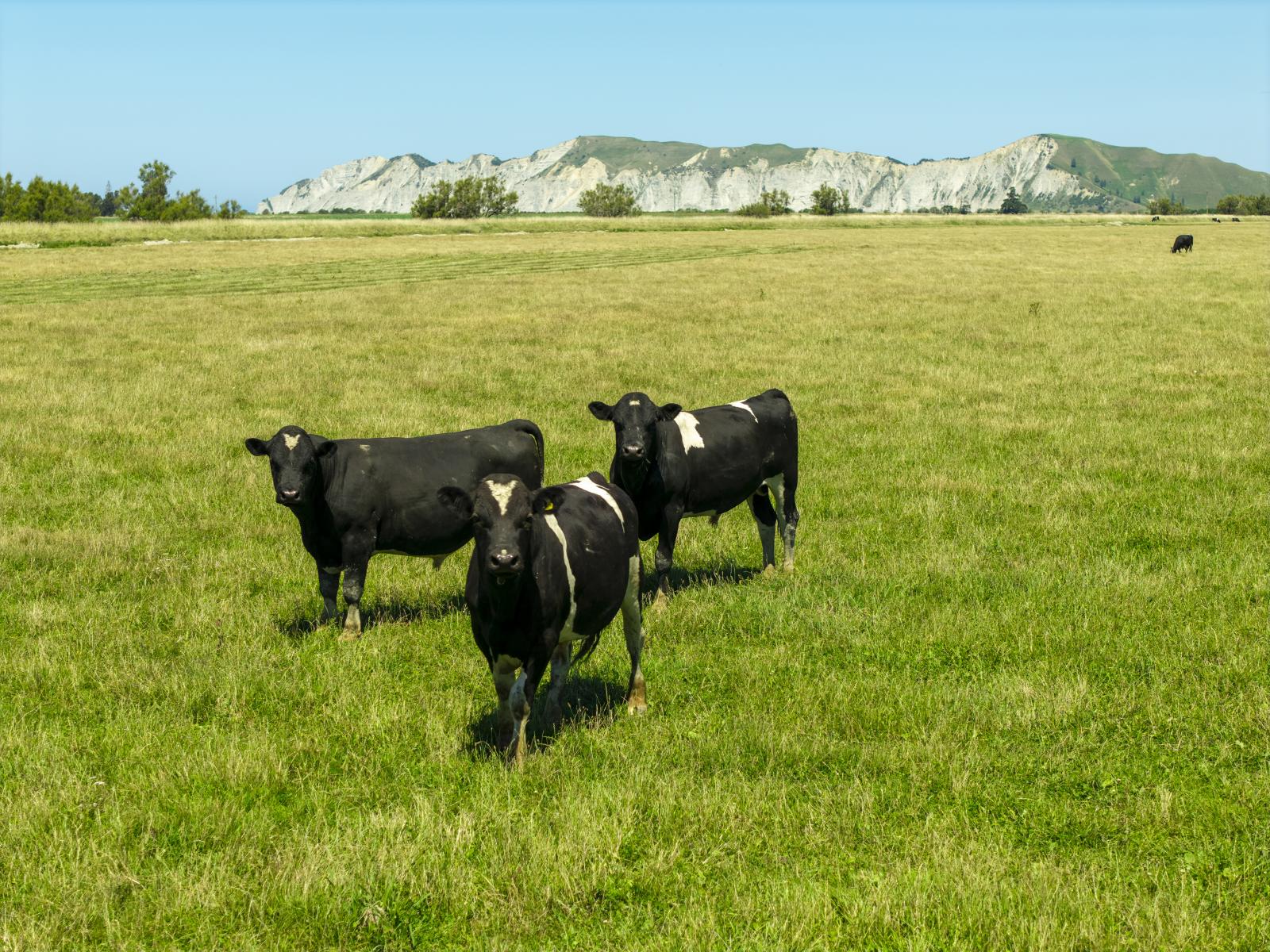 1343 Wharerata Road, Muriwai